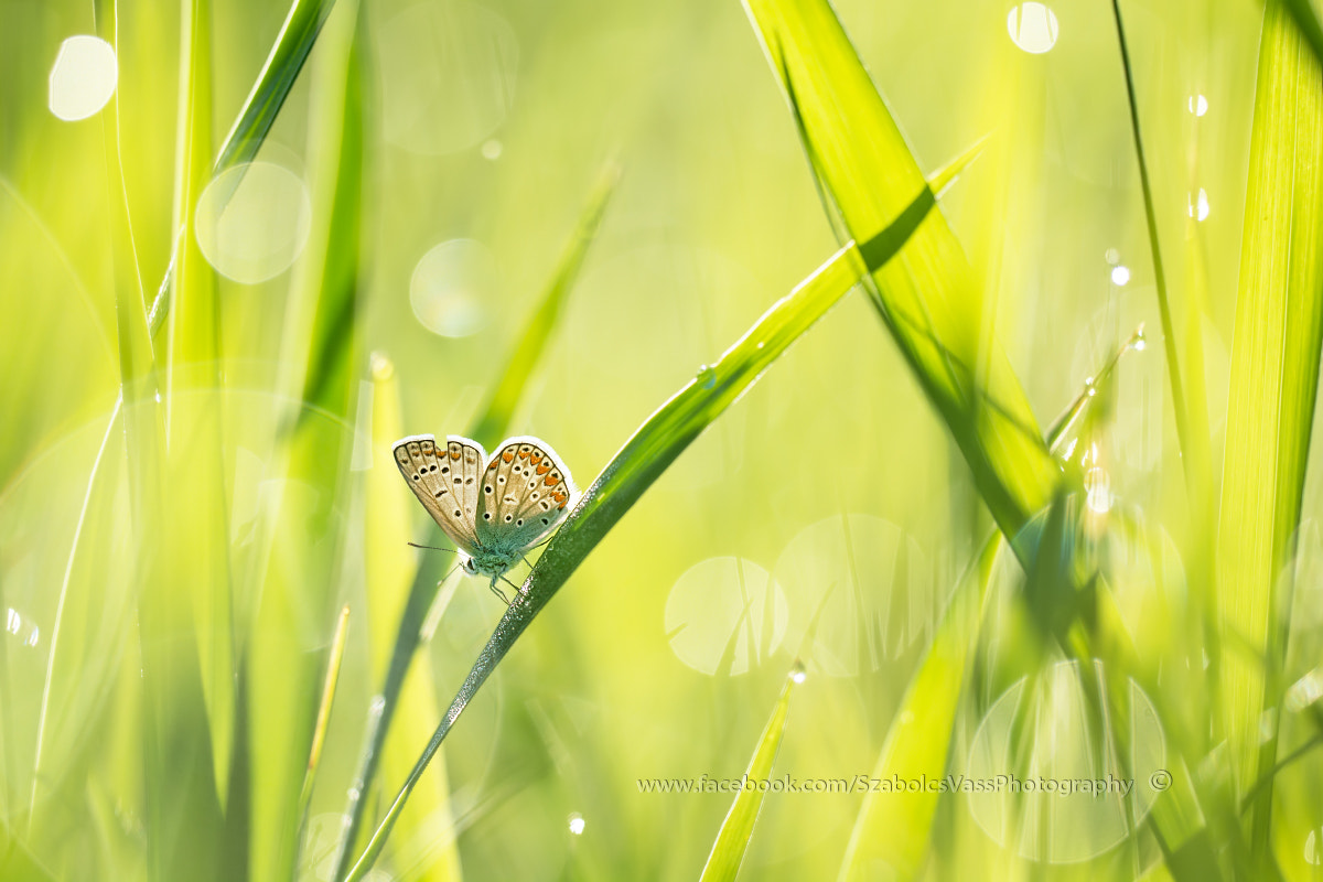 Sigma 150mm F2.8 EX DG OS Macro HSM sample photo. - photography