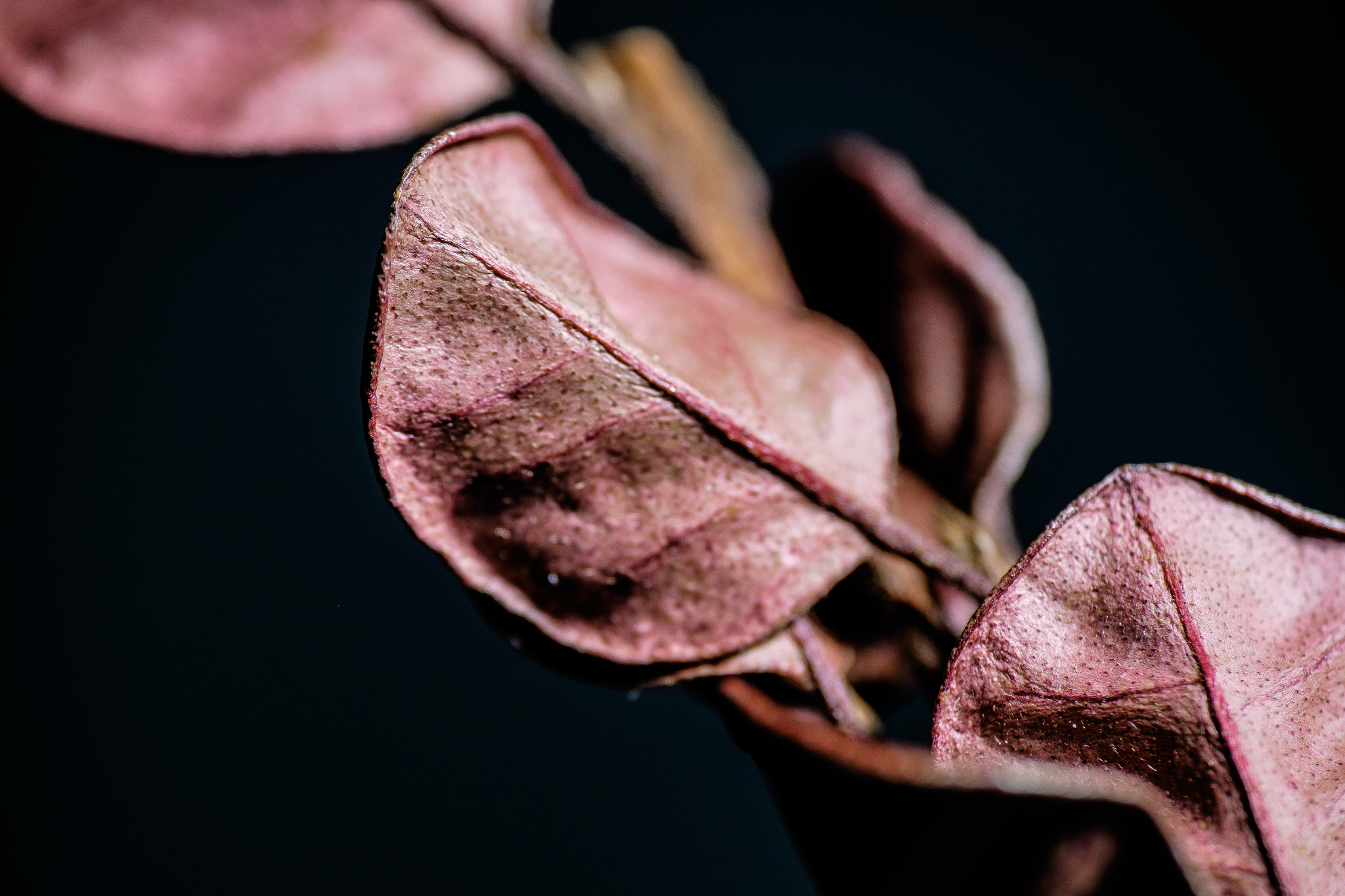 Fujifilm X-T1 sample photo. Dried leaf01 photography