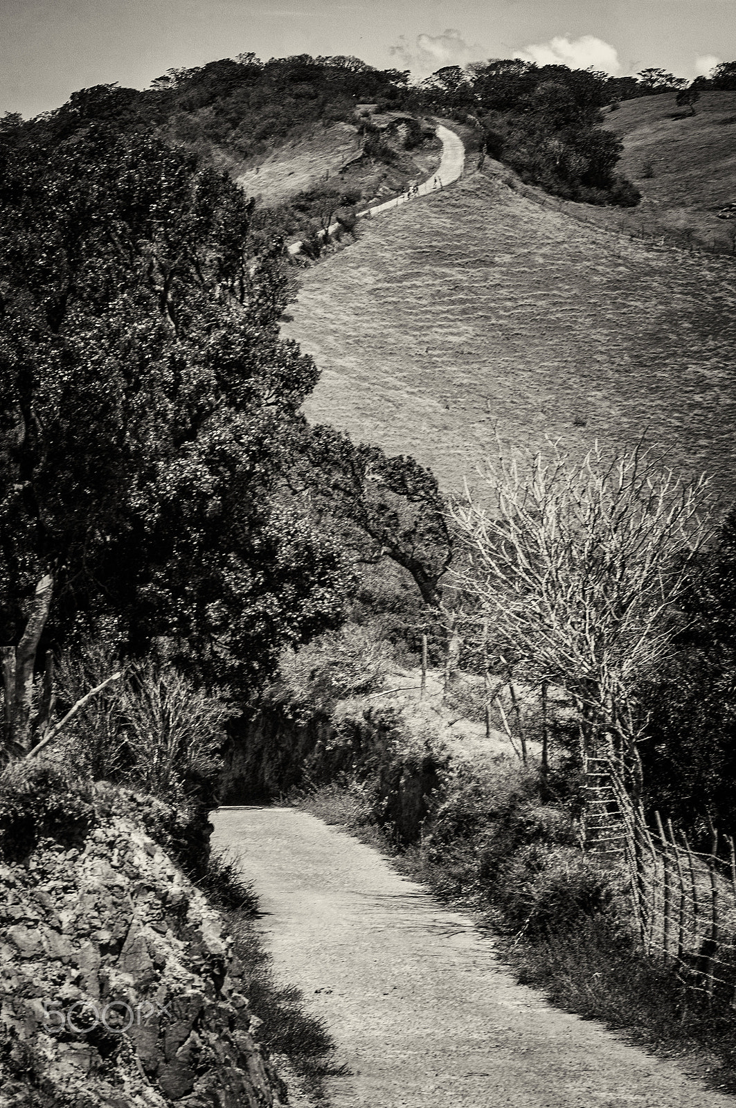 Nikon D300 + Tokina AT-X Pro 100mm F2.8 Macro sample photo. Dirt road through the woods photography