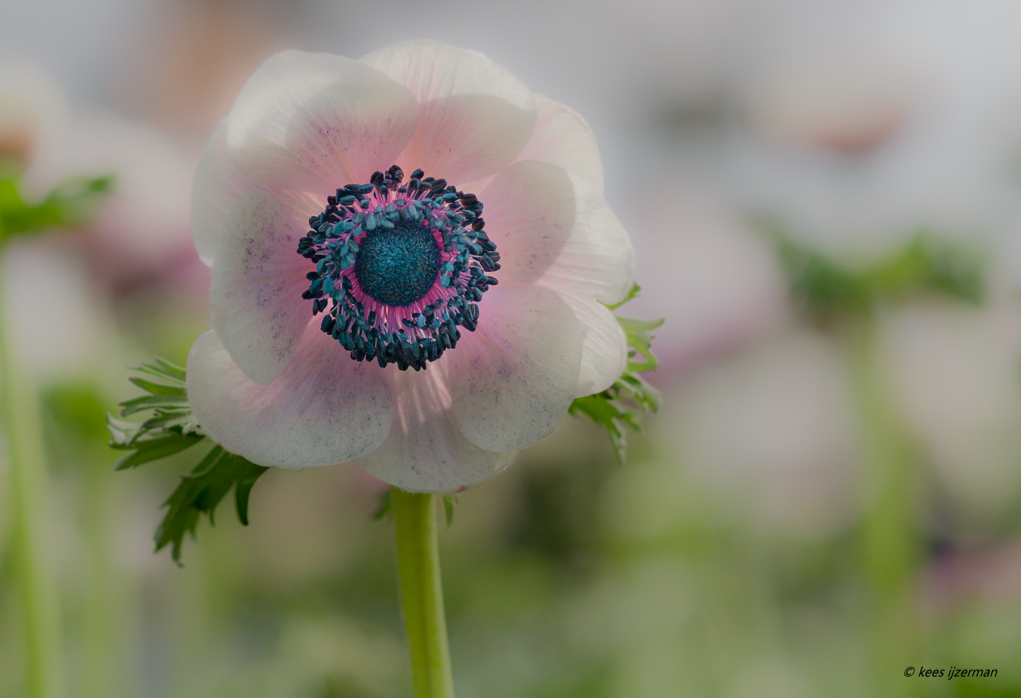 Sony SLT-A77 + Sony 100mm F2.8 Macro sample photo. Hello sunshine ! photography