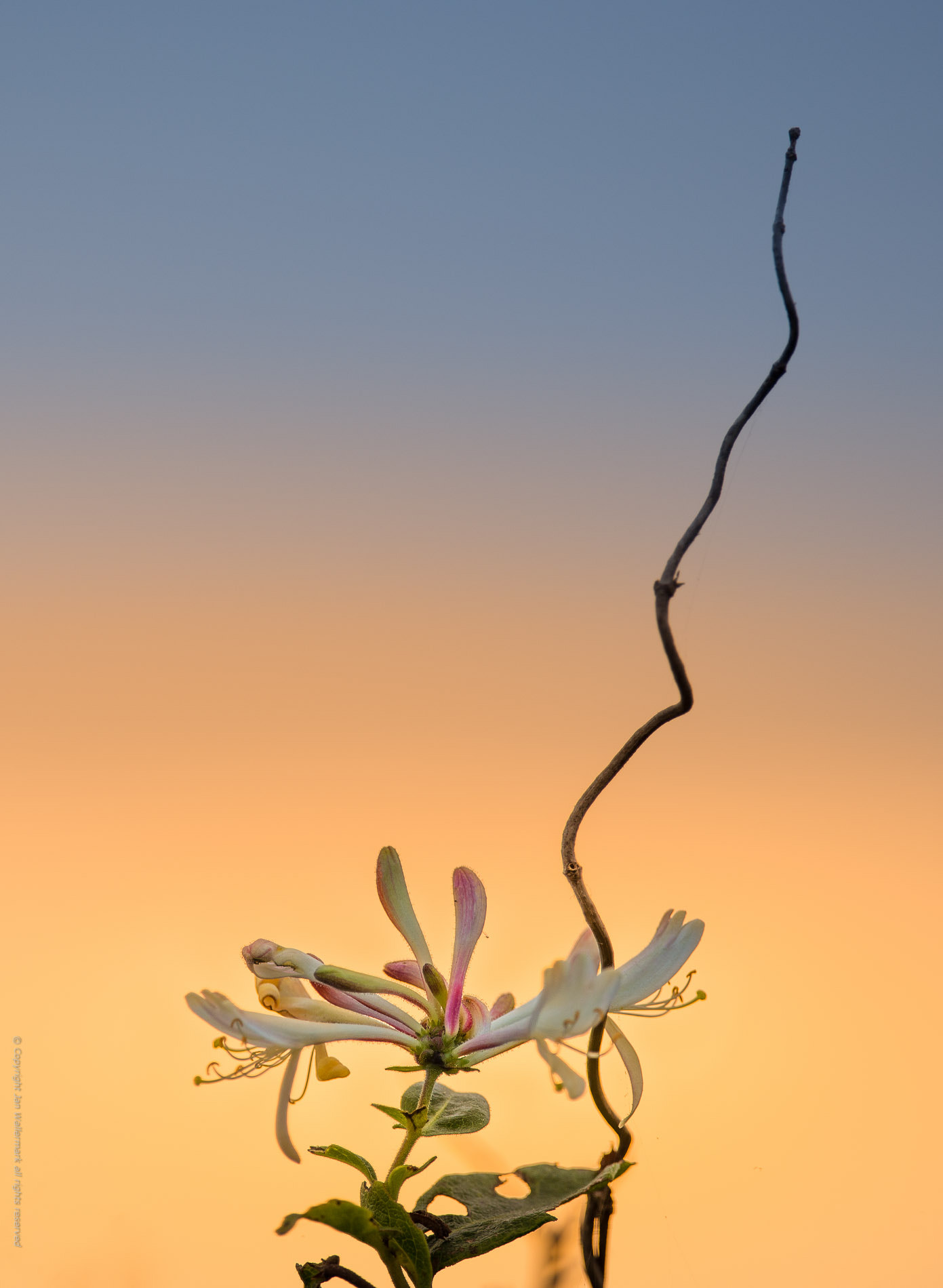 Nikon AF-S Nikkor 400mm F2.8E FL ED VR sample photo. Sunset honeysuckle photography