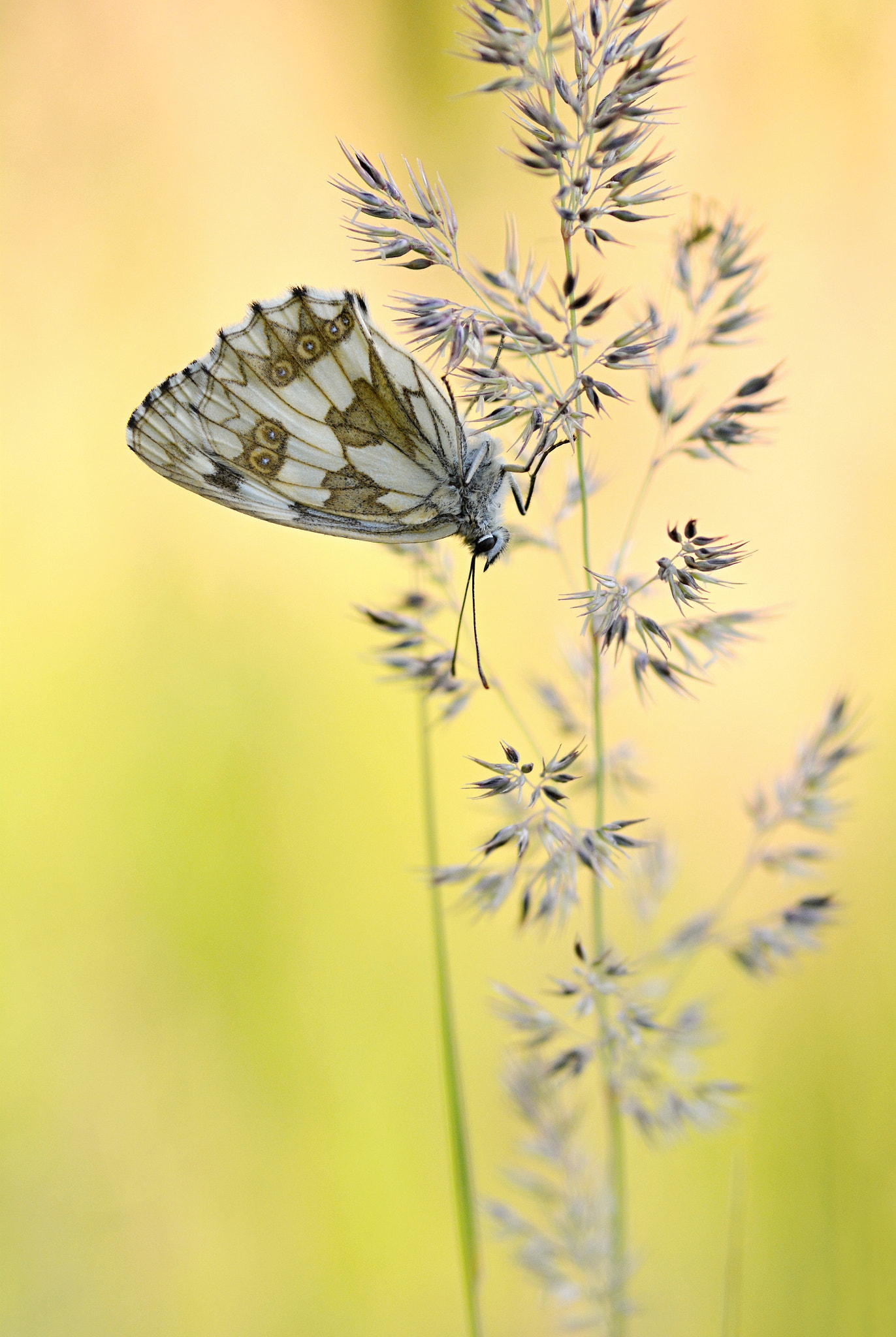 Nikon D7100 + Sigma 105mm F2.8 EX DG Macro sample photo. Upside down photography