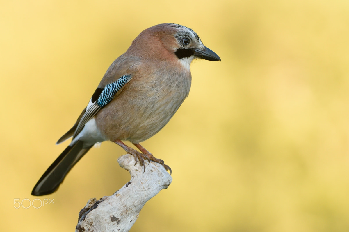 Nikon D810 + Nikon AF-S Nikkor 200-400mm F4G ED-IF VR sample photo. Gaig  (garrulus glandarius) photography