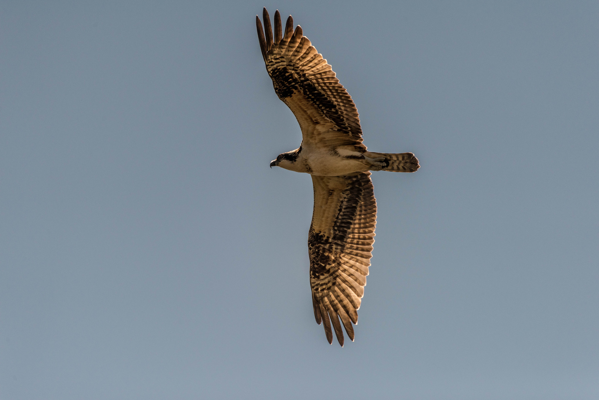 Sigma 50-500mm F4.5-6.3 DG OS HSM sample photo. Osprey flying over sepulveda basin photography