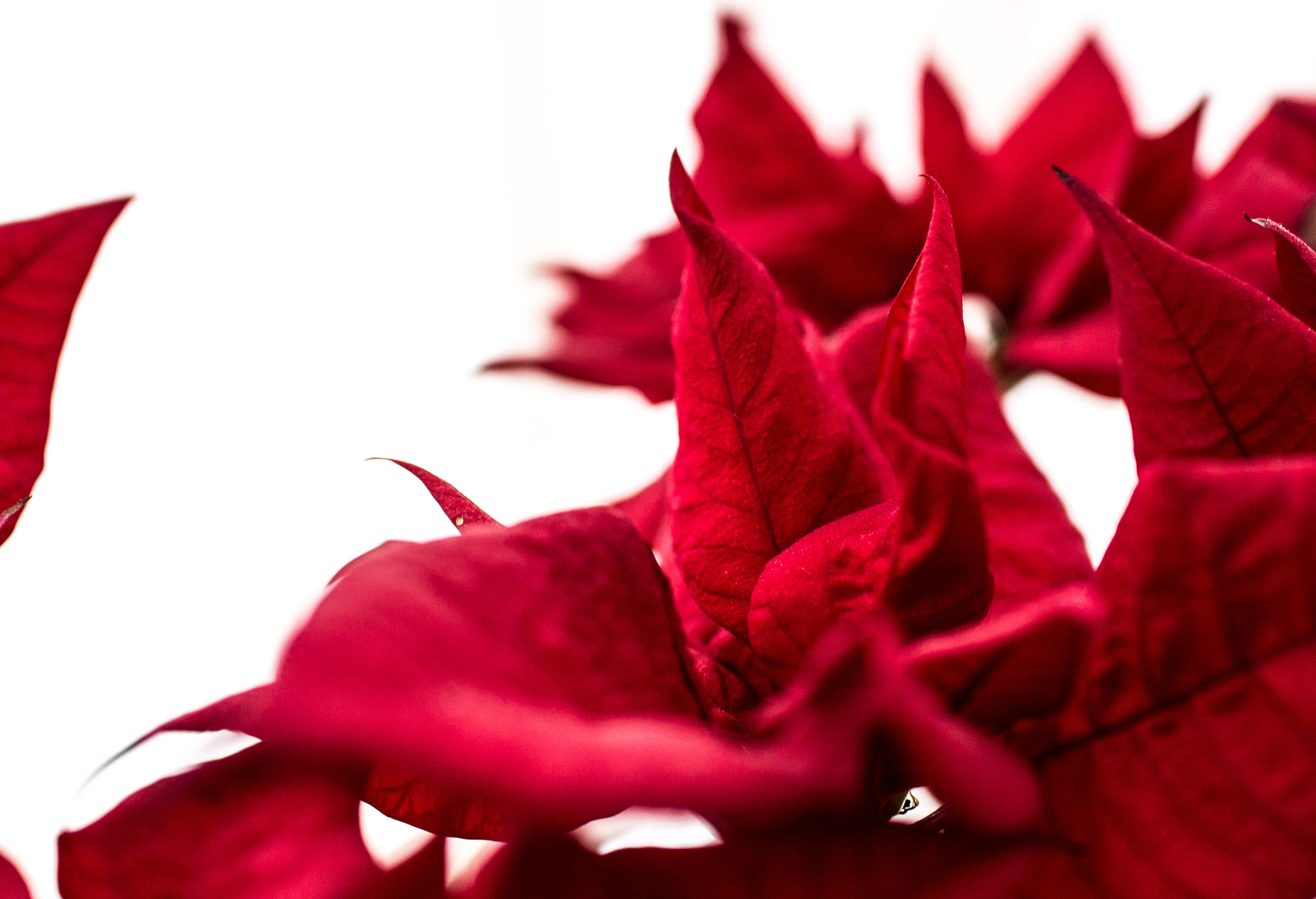 Sigma 30mm F1.4 EX DC HSM sample photo. Red point photography