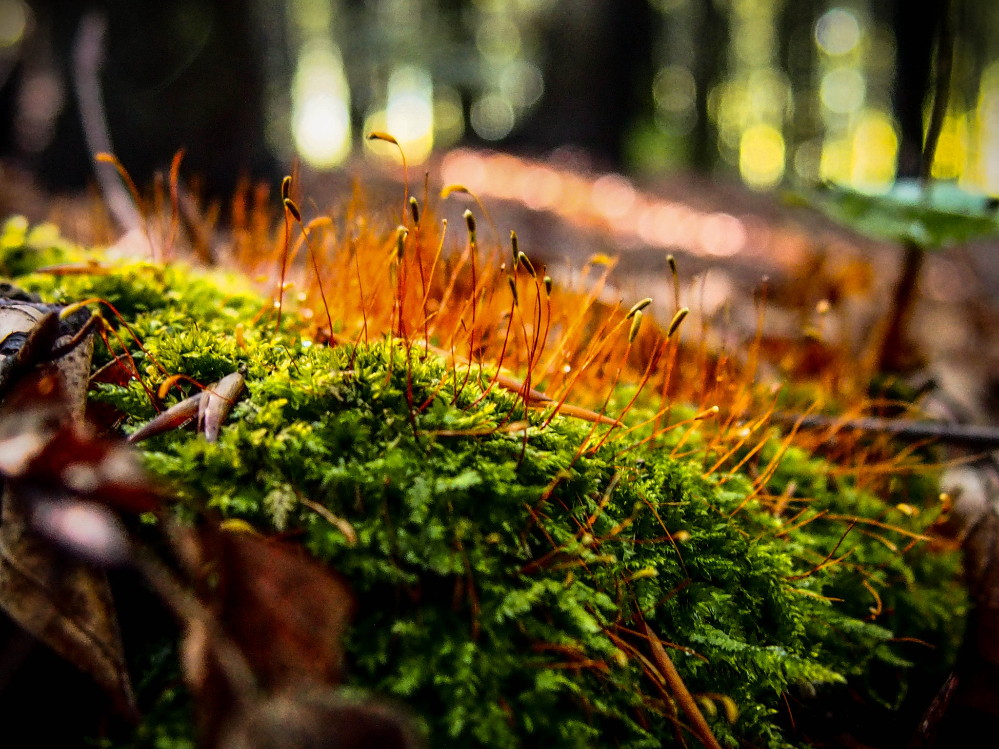 Olympus M.Zuiko Digital 14-42mm F3.5-5.6 II R sample photo. Blooming moss photography