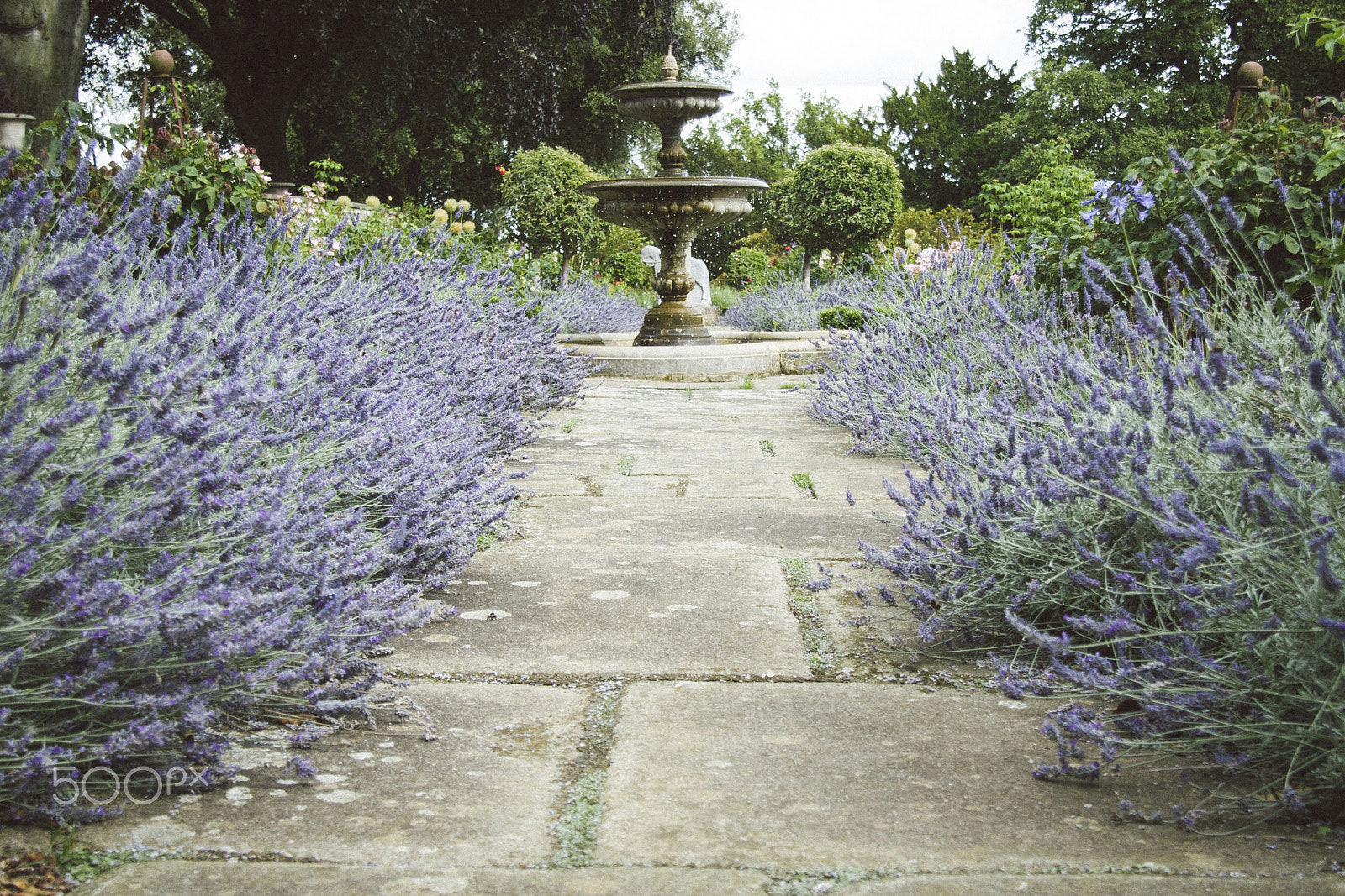 Canon EF-S 17-85mm F4-5.6 IS USM sample photo. Lavender alley with fountain on the background photography
