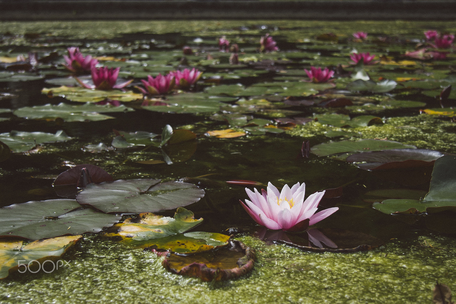 Canon EF-S 17-85mm F4-5.6 IS USM sample photo. Flowering lily pond photography