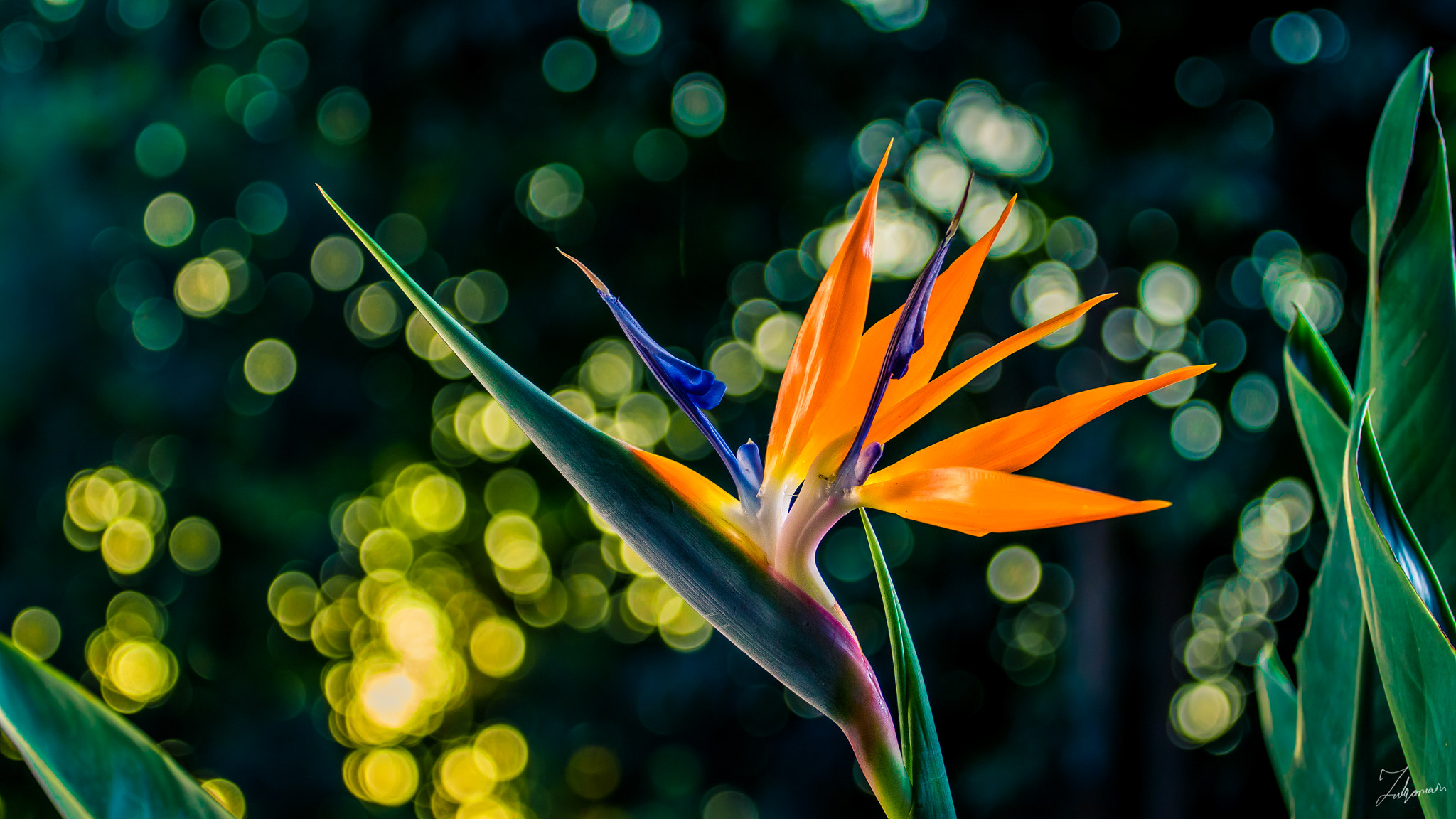 Canon EOS 650D (EOS Rebel T4i / EOS Kiss X6i) + Canon EF 70-200mm F4L USM sample photo. Bird of paradise photography