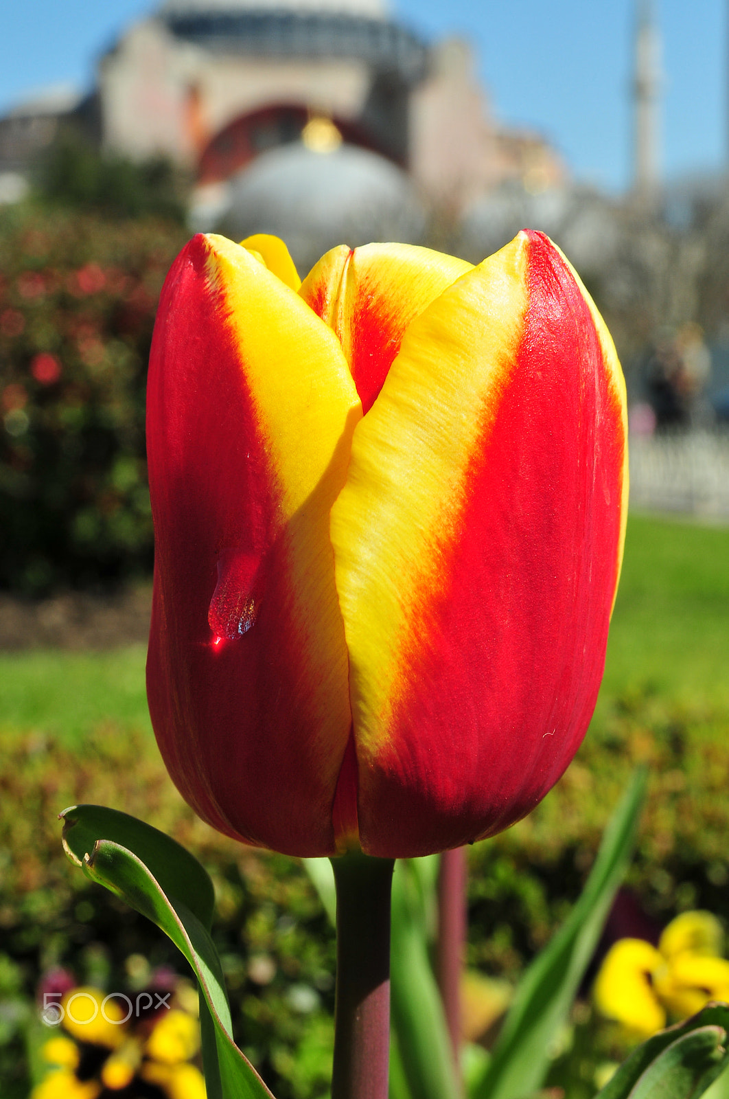 Nikon D300 + Sigma 18-50mm F2.8 EX DC Macro sample photo. Tulip in red&yellow photography