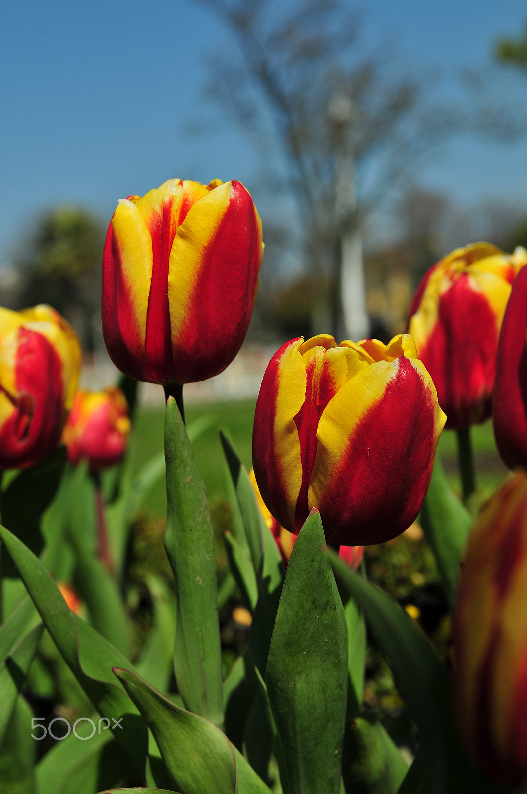 Nikon D300 + Sigma 18-50mm F2.8 EX DC Macro sample photo. Tulips in vibrant colors photography