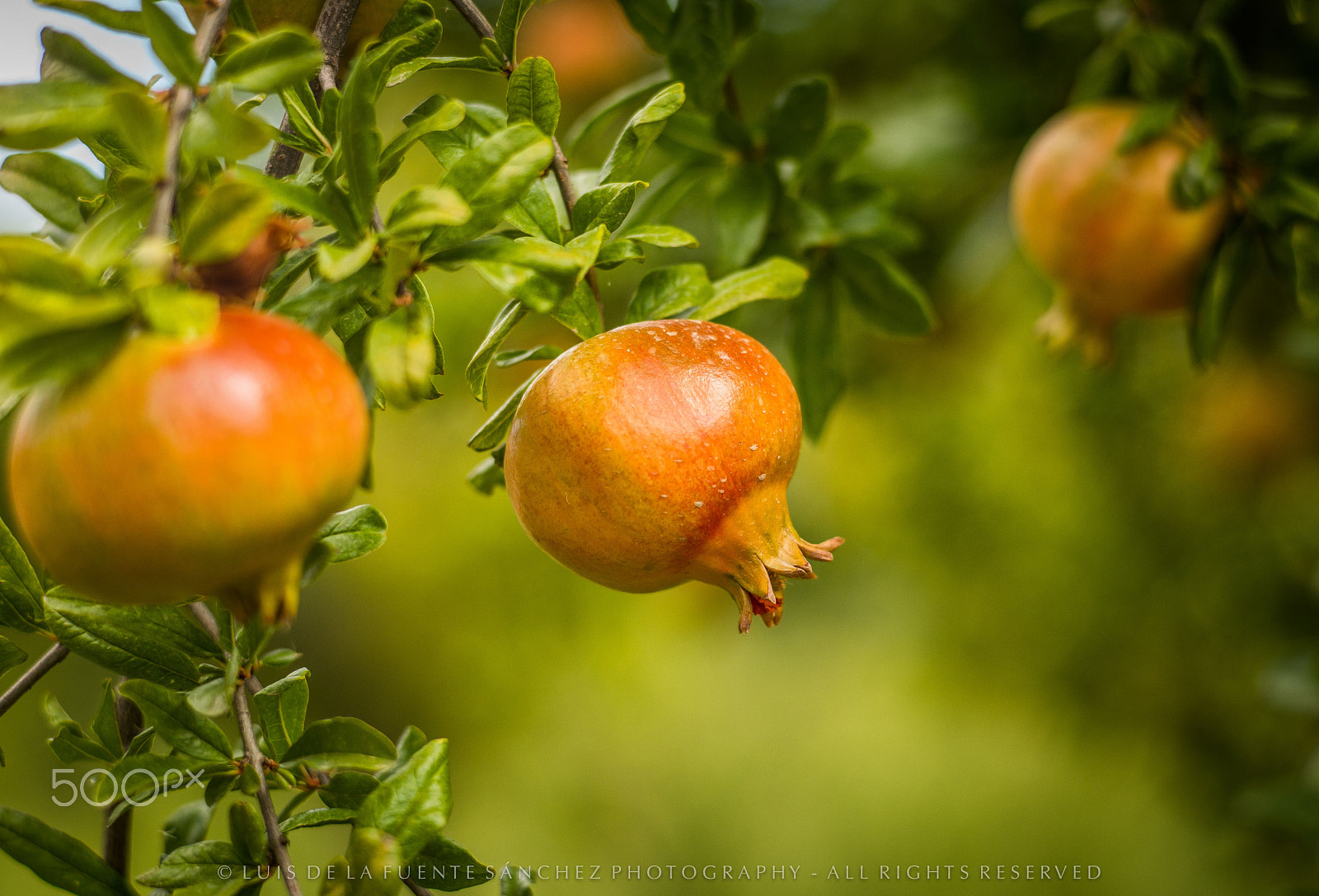 Leica APO-Summicron-M 90mm F2 ASPH sample photo. Granadas photography