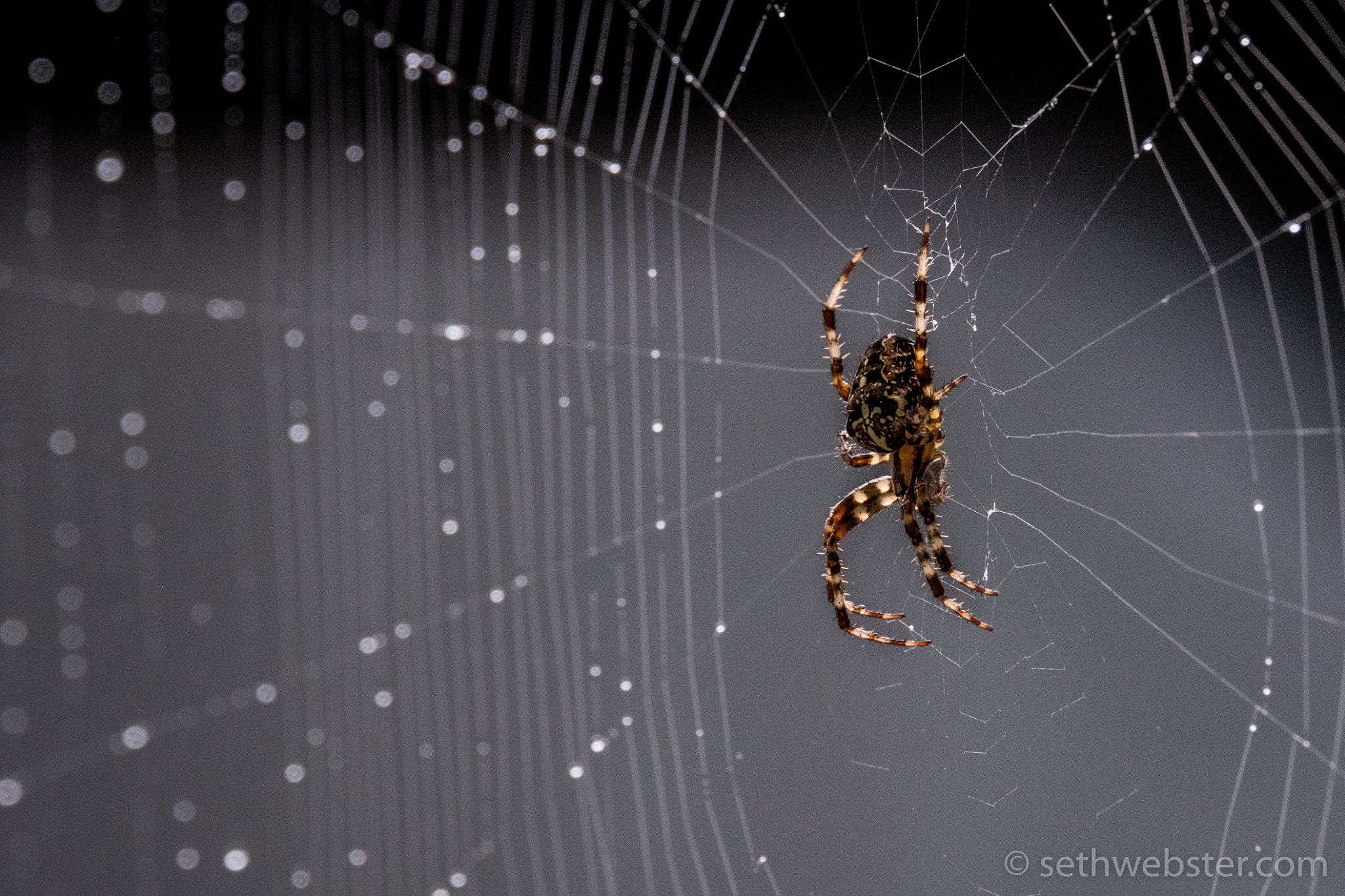 Fujifilm X-Pro2 + Fujifilm XF 55-200mm F3.5-4.8 R LM OIS sample photo. Our maine neighbor photography