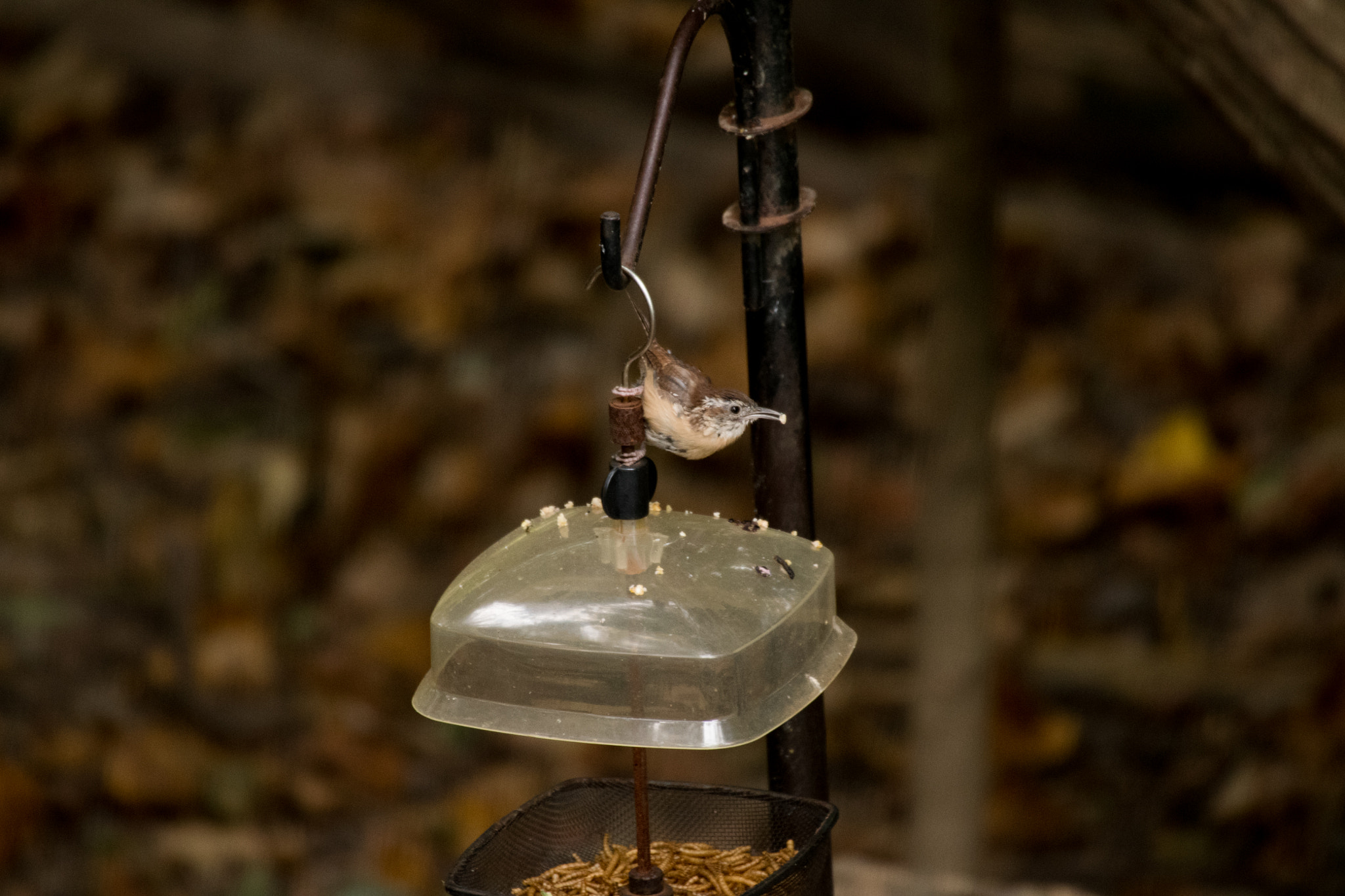 Sigma 50-500mm F4.5-6.3 DG OS HSM sample photo. Carolina wren photography