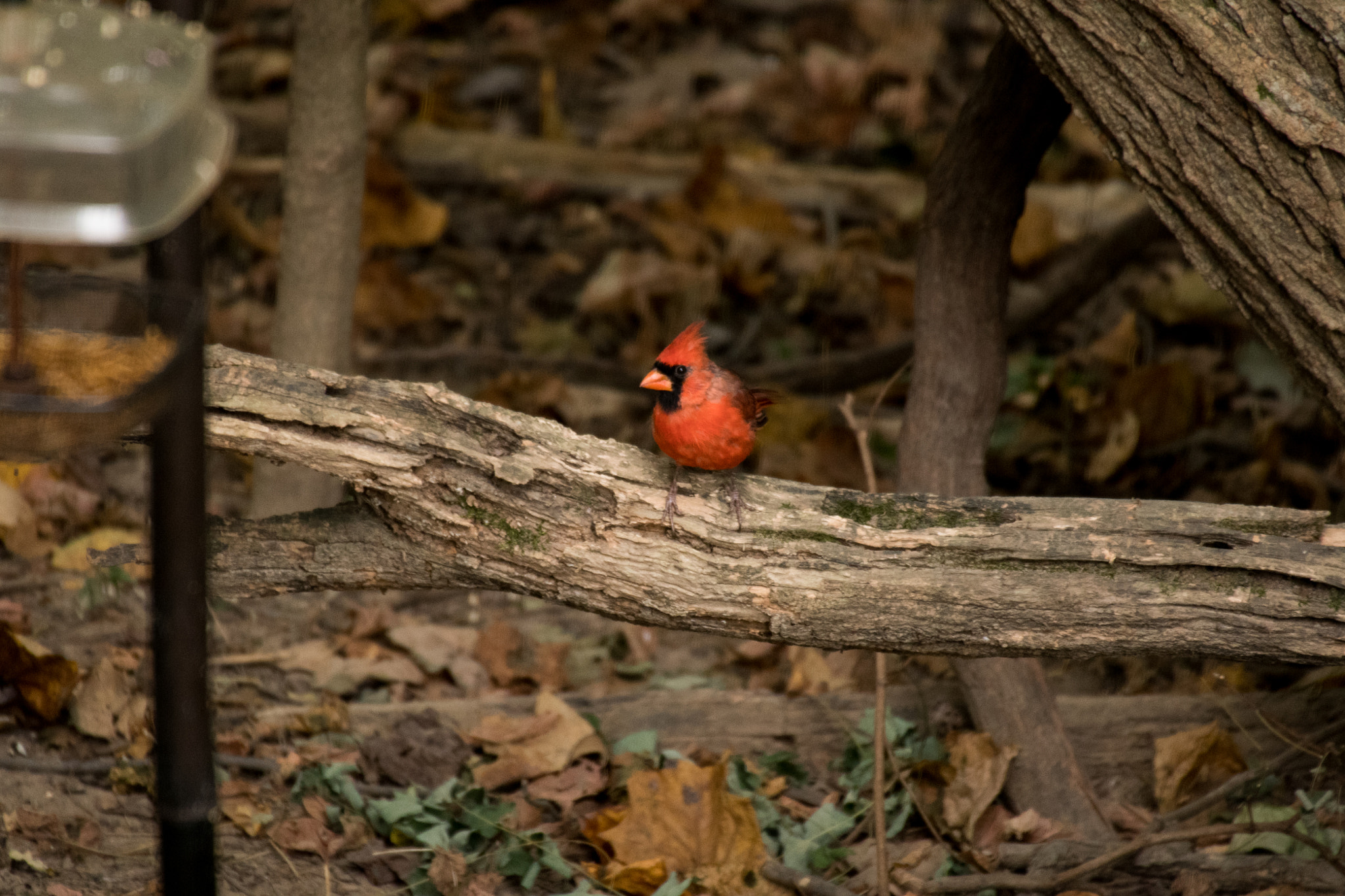 Sigma 50-500mm F4.5-6.3 DG OS HSM sample photo. Northern cardinal photography