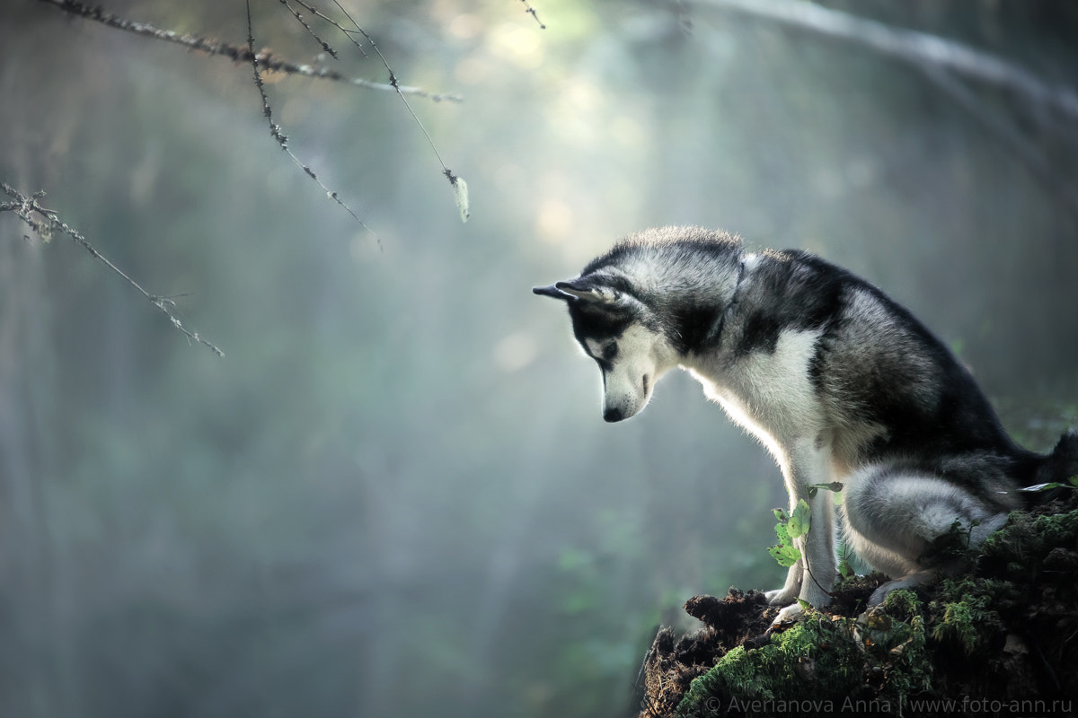 Sigma 70-200mm F2.8 EX DG OS HSM sample photo. Wonderful huskies photography