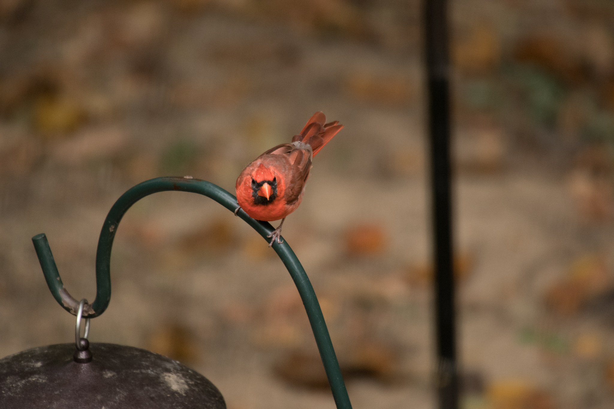 Sigma 50-500mm F4.5-6.3 DG OS HSM sample photo. Northern cardinal photography
