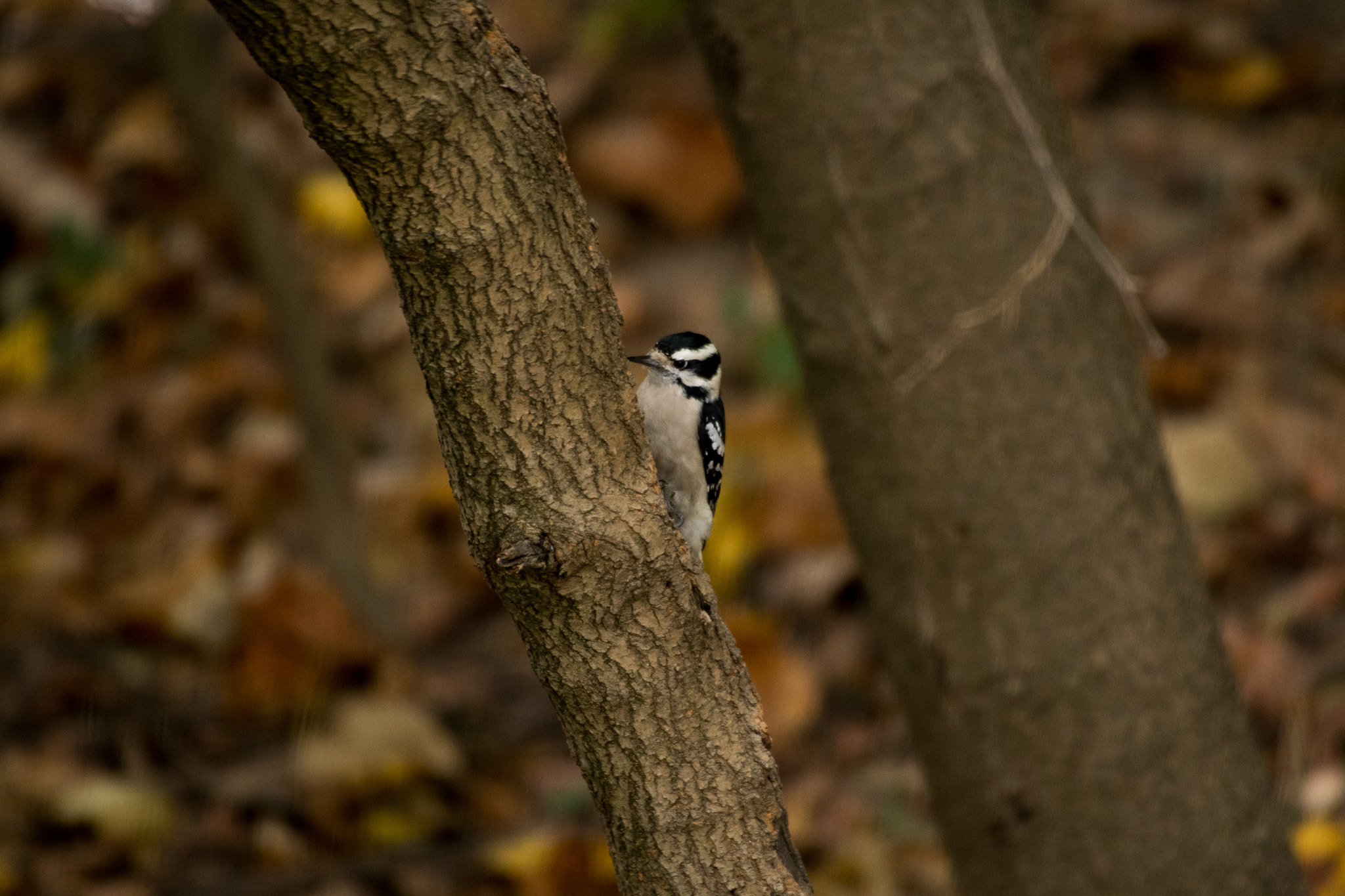Sigma 50-500mm F4.5-6.3 DG OS HSM sample photo. Downy woodpecker photography