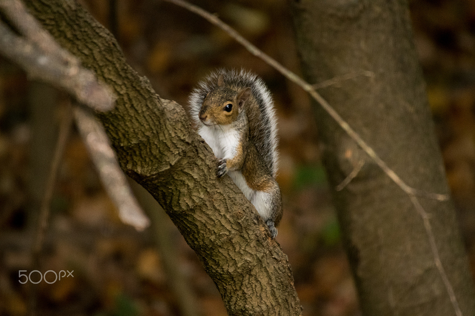 Sigma 50-500mm F4.5-6.3 DG OS HSM sample photo. Grey squrriel photography