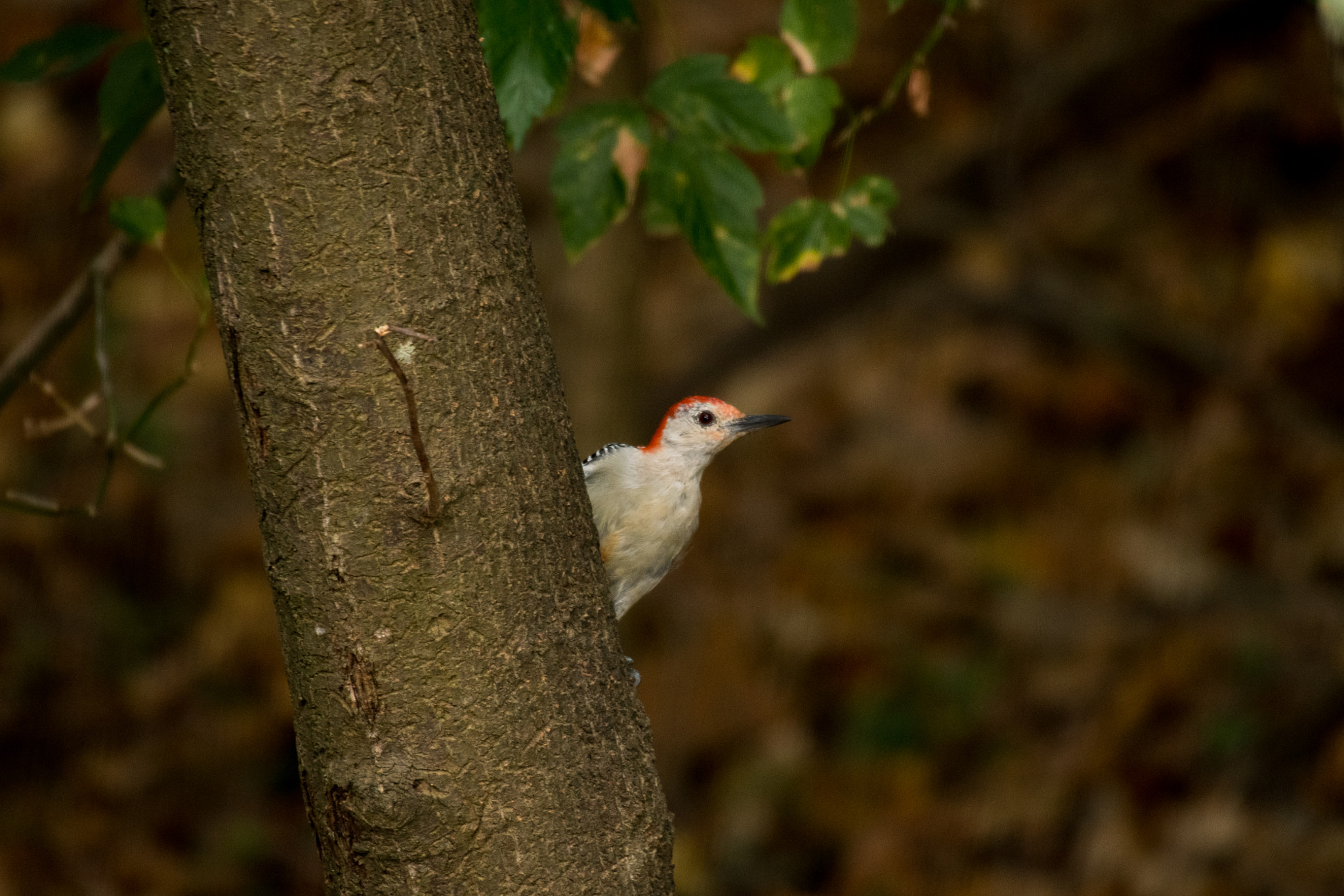 Sigma 50-500mm F4.5-6.3 DG OS HSM sample photo. Red bellied woodpecker photography