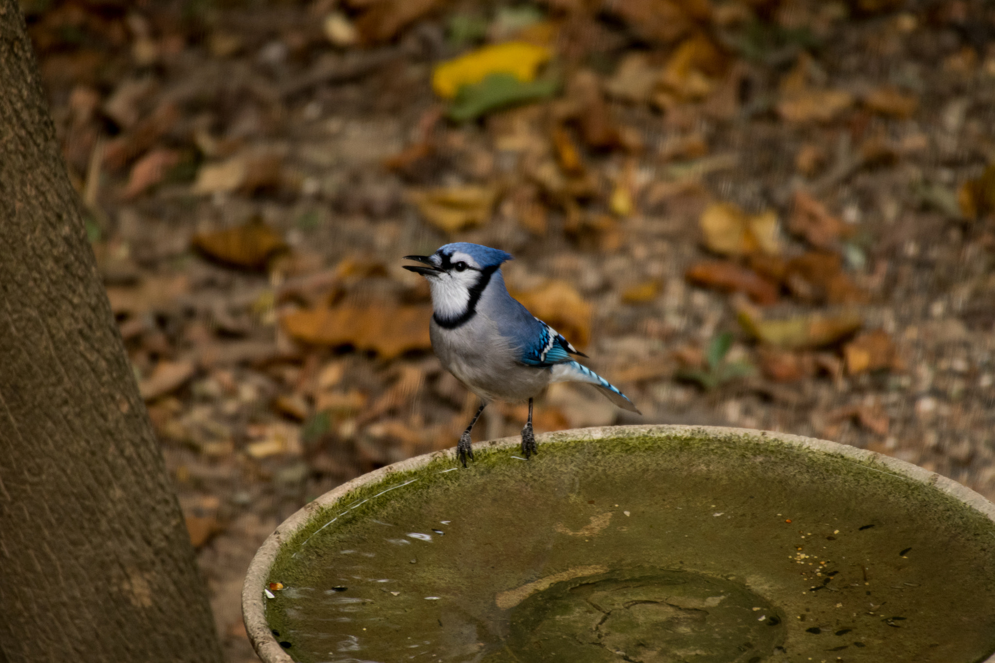 Sigma 50-500mm F4.5-6.3 DG OS HSM sample photo. Blue jay photography