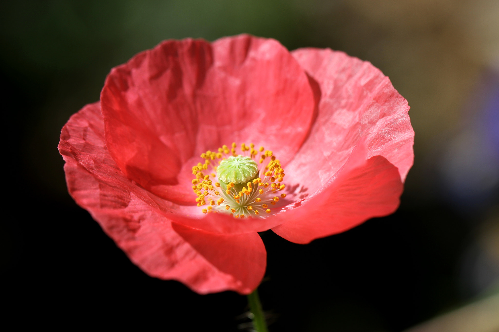 Canon EF 100mm F2.8L Macro IS USM sample photo. Poppy photography