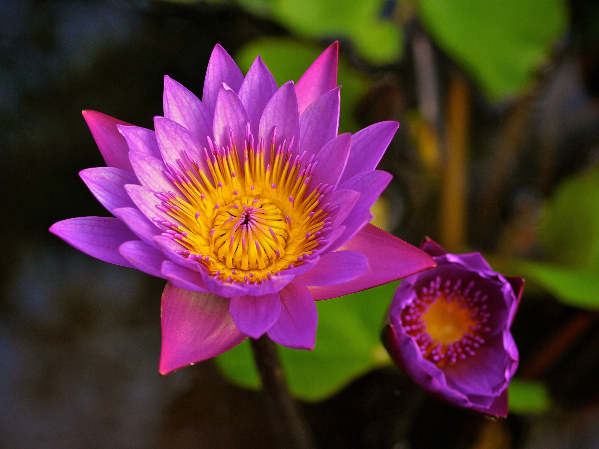 Olympus E-510 (EVOLT E-510) sample photo. Flower photography