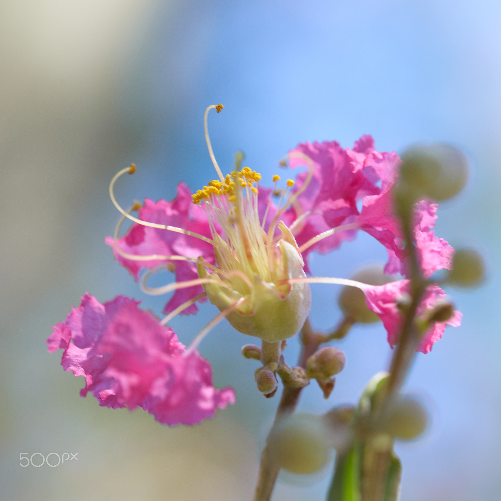 Sigma 105mm F2.8 EX DG OS HSM sample photo. Dancing days photography