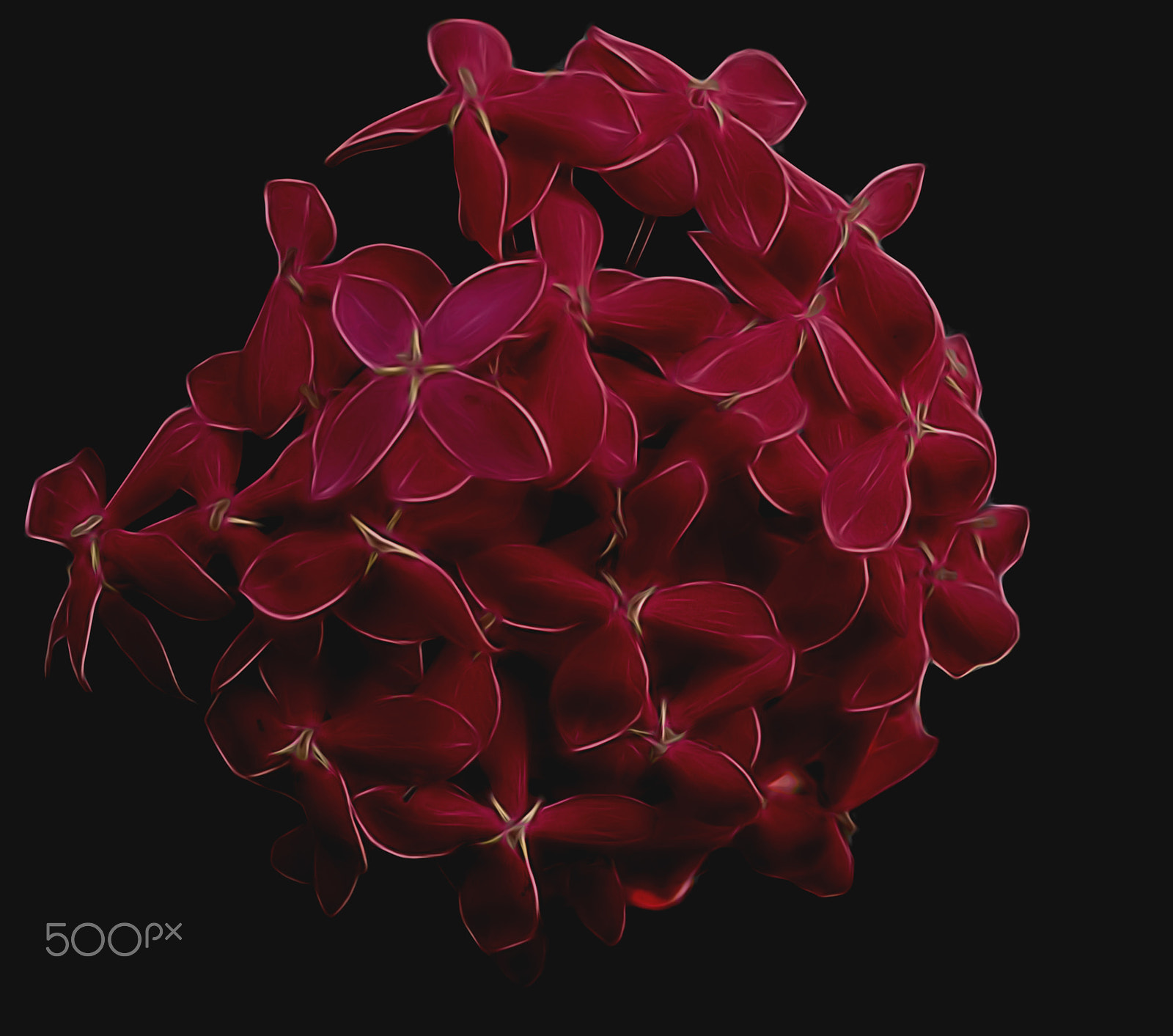 Nikon D7000 + Sigma 28-70mm F3.5-4.5 UC sample photo. The blood flower photography