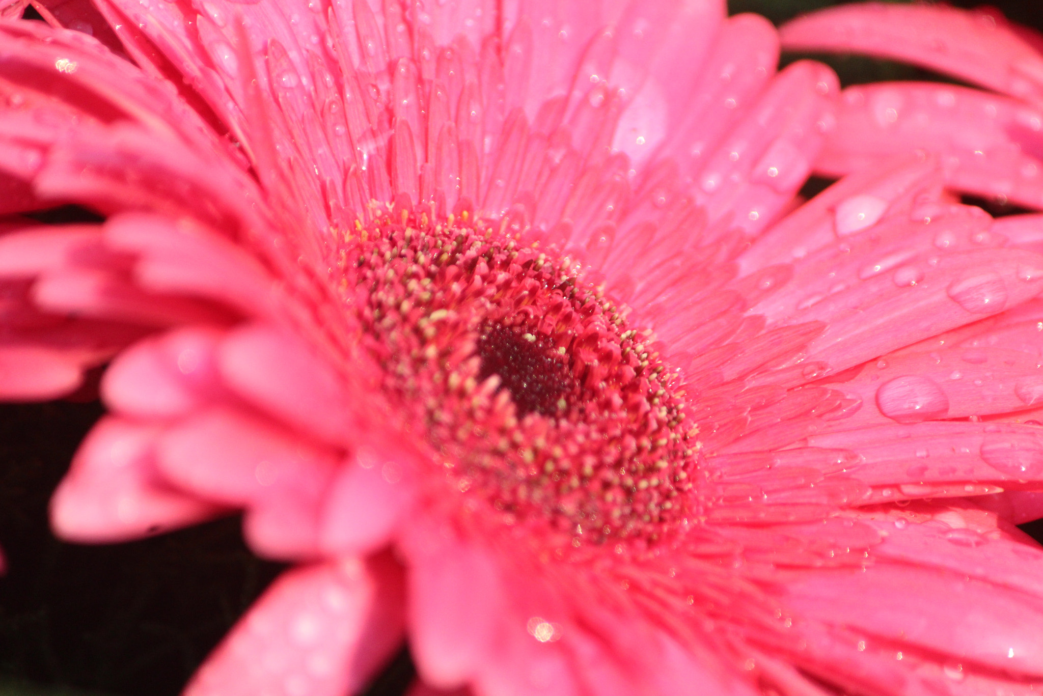 Canon EF-S 55-250mm F4-5.6 IS II sample photo. ❤️❤️love is in the air❤️❤️ photography