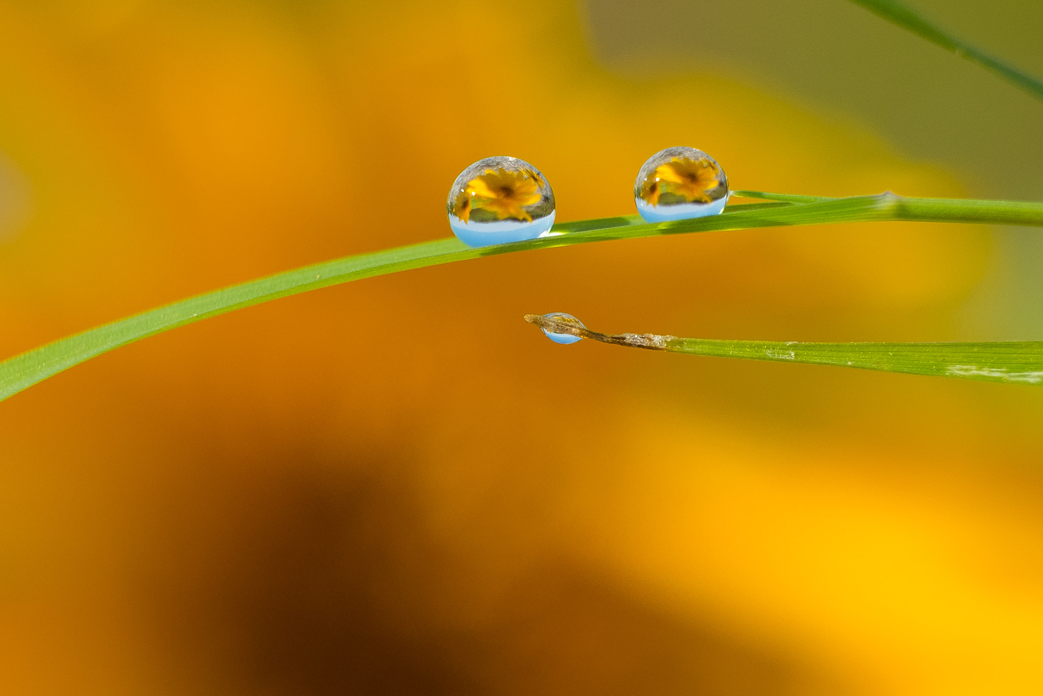 Fujifilm X-M1 + Fujifilm XF 60mm F2.4 R Macro sample photo. Drops of nature photography