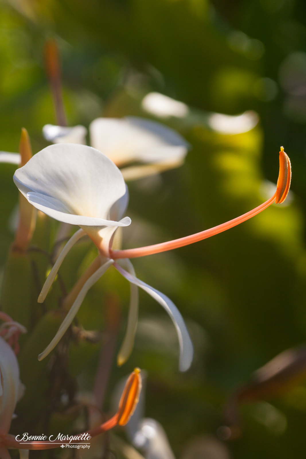 Canon EOS 5D Mark II + Tamron SP AF 90mm F2.8 Di Macro sample photo. Glowing bloom photography