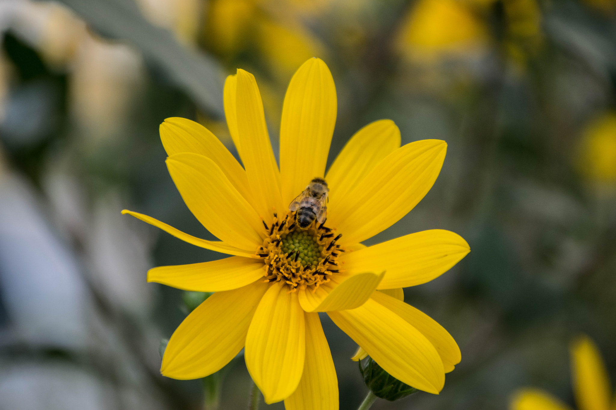 Nikon D3300 + Sigma 28-300mm F3.5-6.3 DG Macro sample photo. Bee on a flower photography