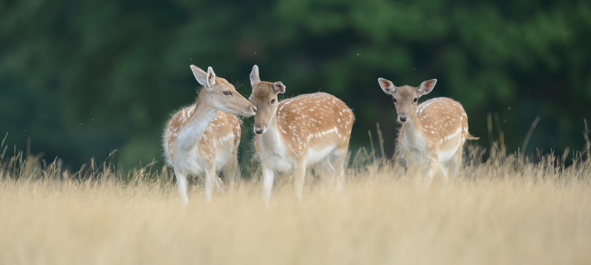 AF-S Nikkor 300mm f/2.8D IF-ED II sample photo. Hazy days & deer photography