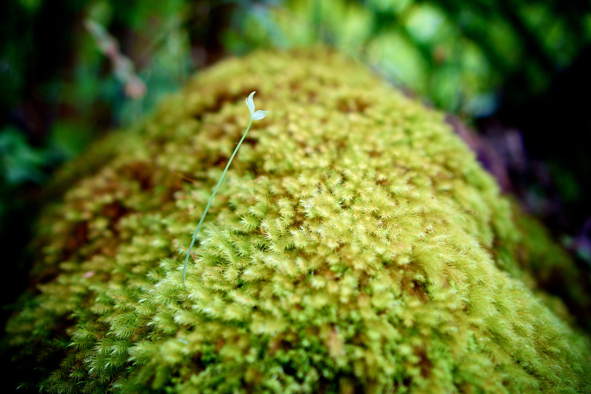Sony Alpha NEX-7 + Sony E 35mm F1.8 OSS sample photo. Feeling lonely, different, or out of place is wha photography
