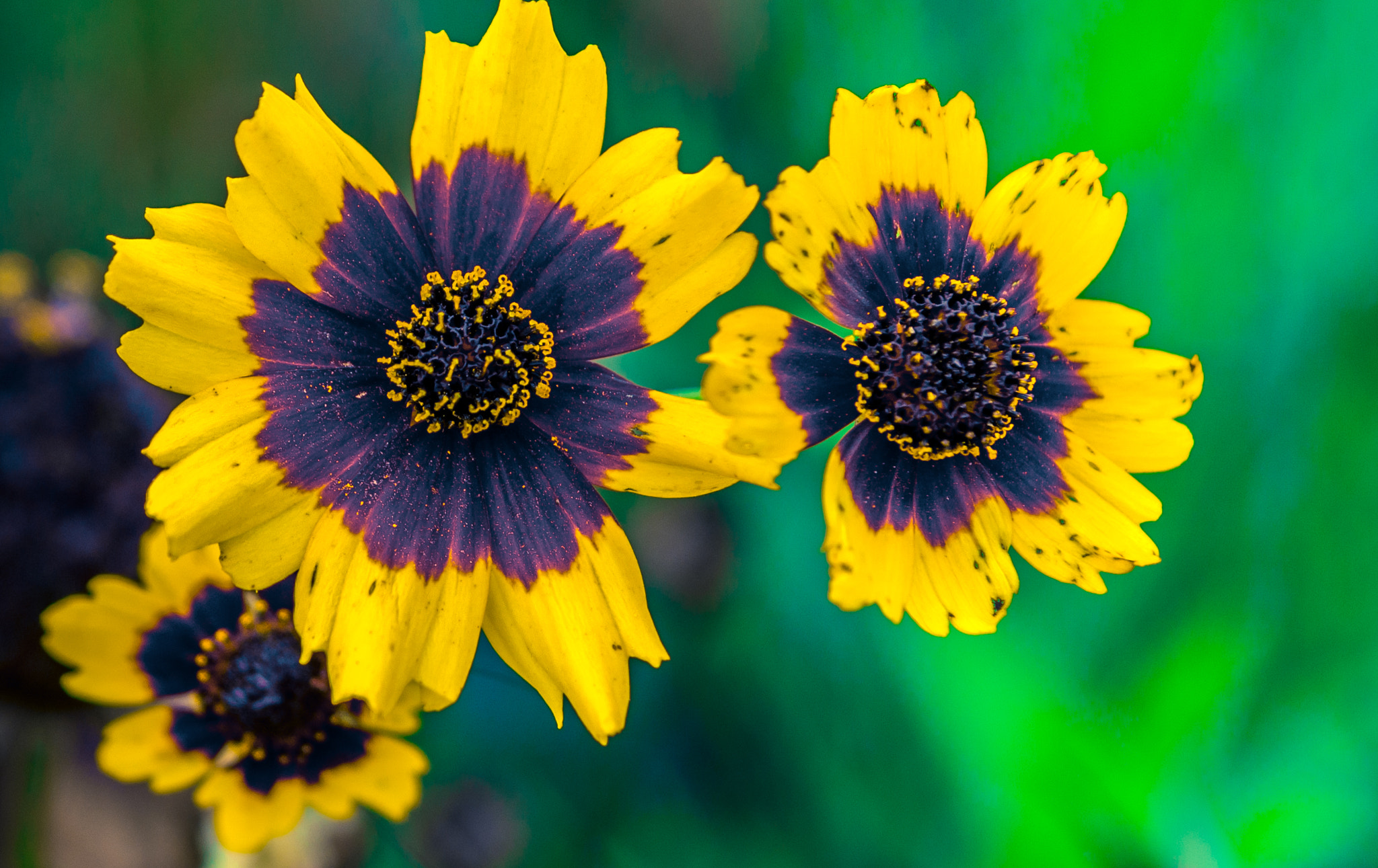 Sigma 24-70mm F2.8 EX DG Macro sample photo. Flowers photography