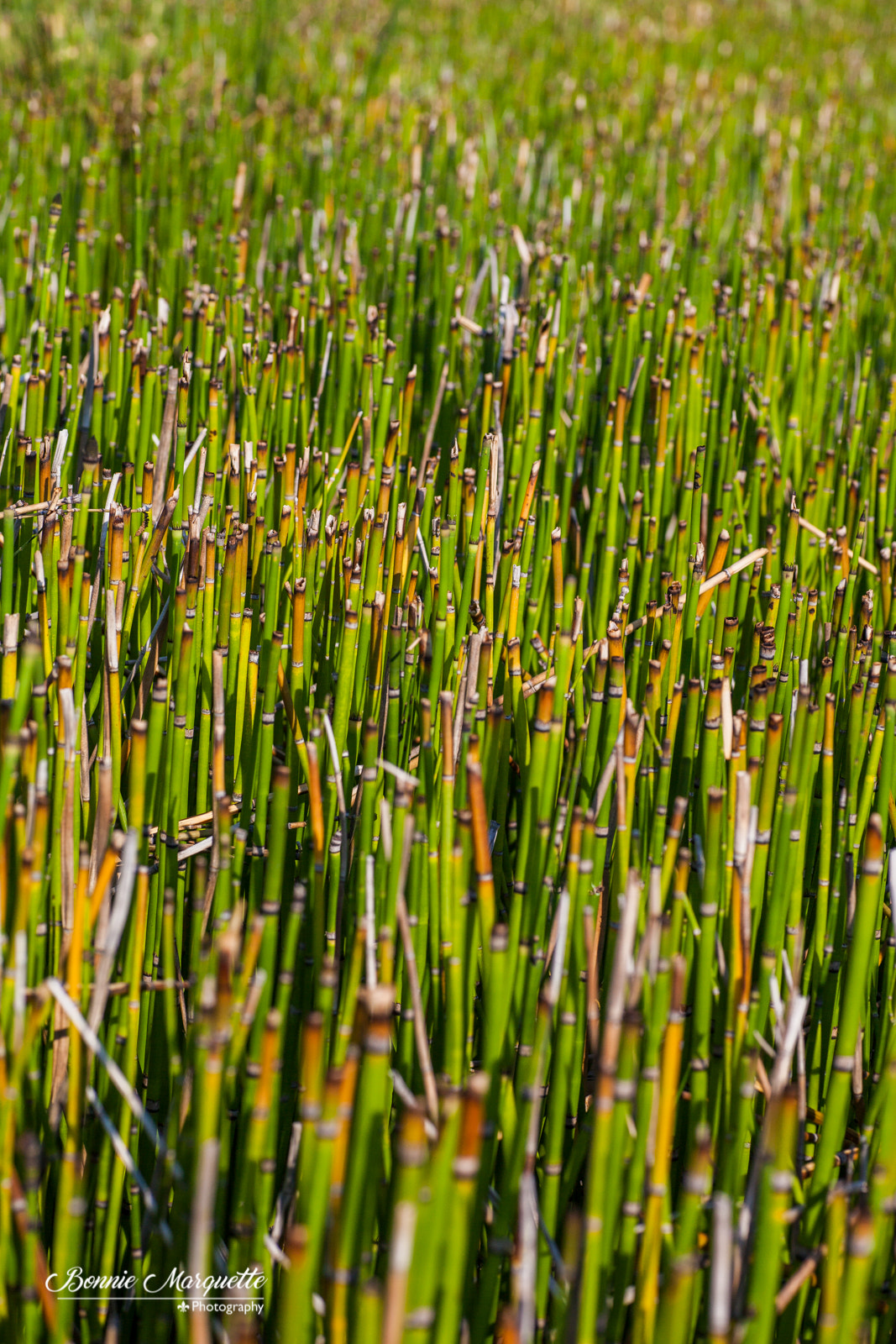 Canon EOS 5D Mark II + Tamron SP AF 90mm F2.8 Di Macro sample photo. Rushes photography