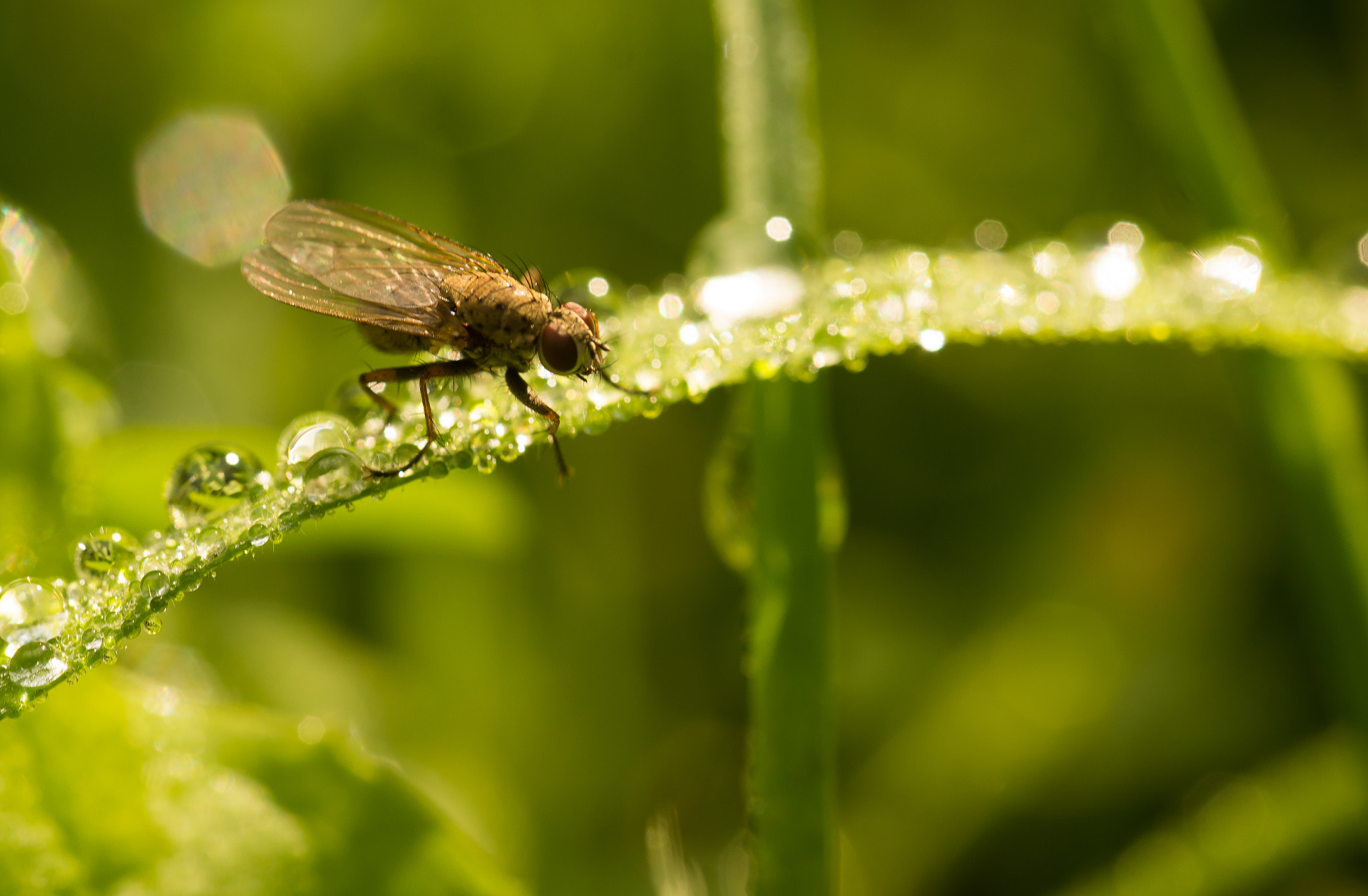 Sony SLT-A65 (SLT-A65V) sample photo. Bug photography