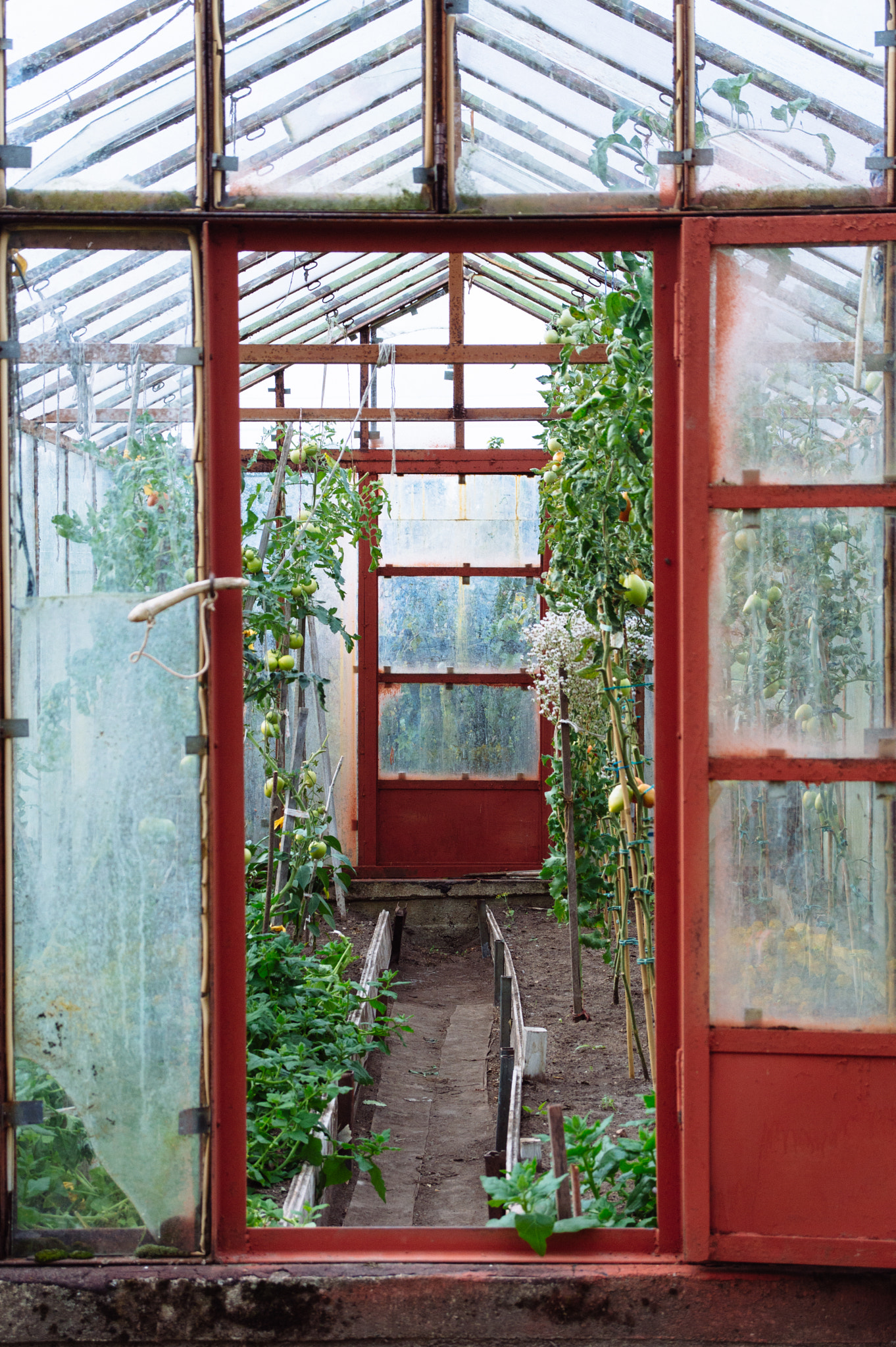 Sigma 17-70mm F2.8-4 DC Macro OS HSM sample photo. Greenhouse photography