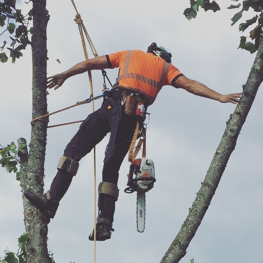 tree arborists