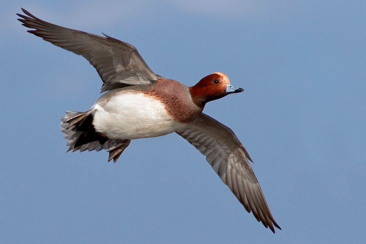Canon EF 300mm f/2.8L + 2x sample photo. Widgeon photography
