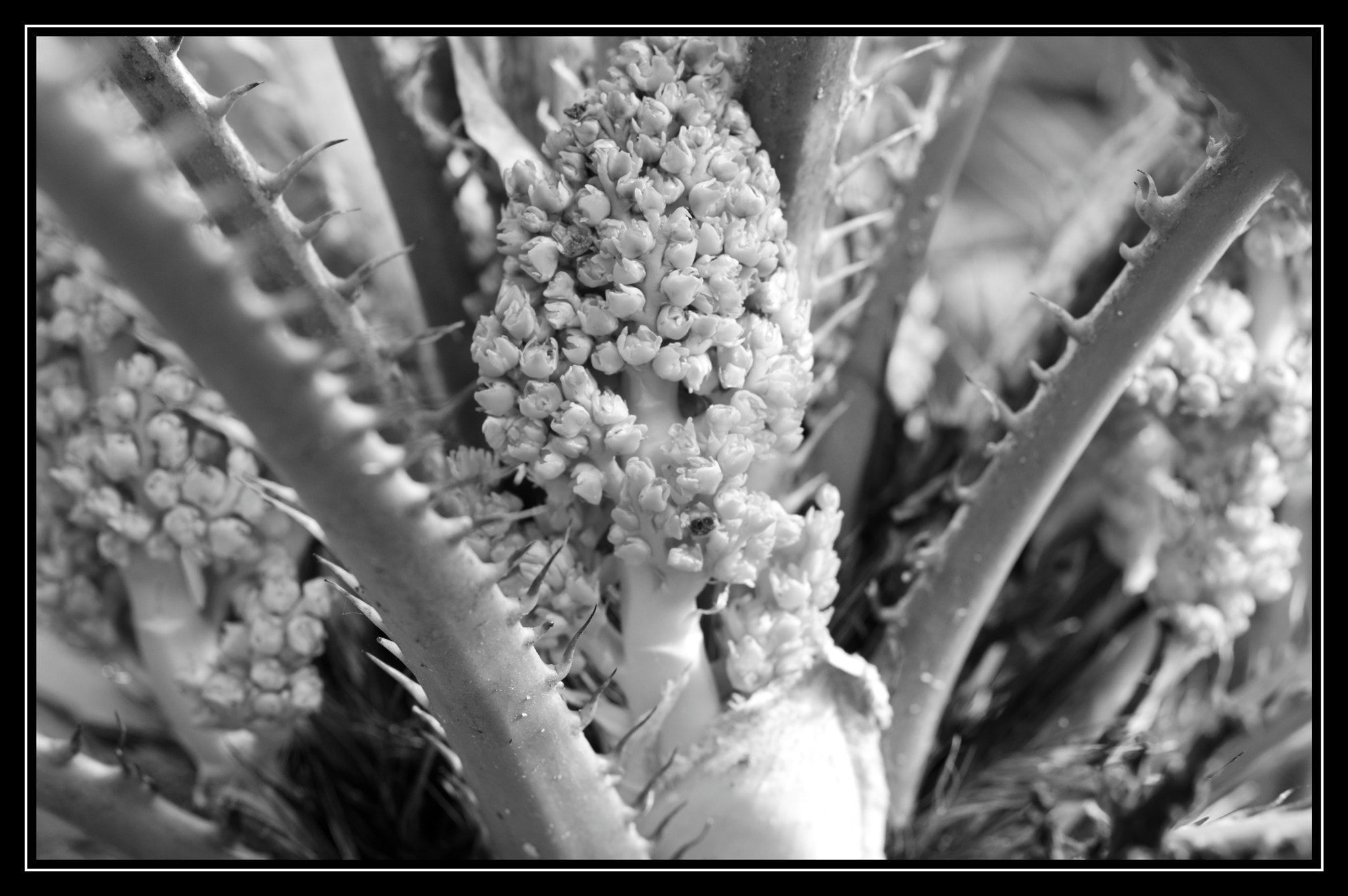 Pentax smc D-FA 50mm F2.8 Macro sample photo. Palm photography