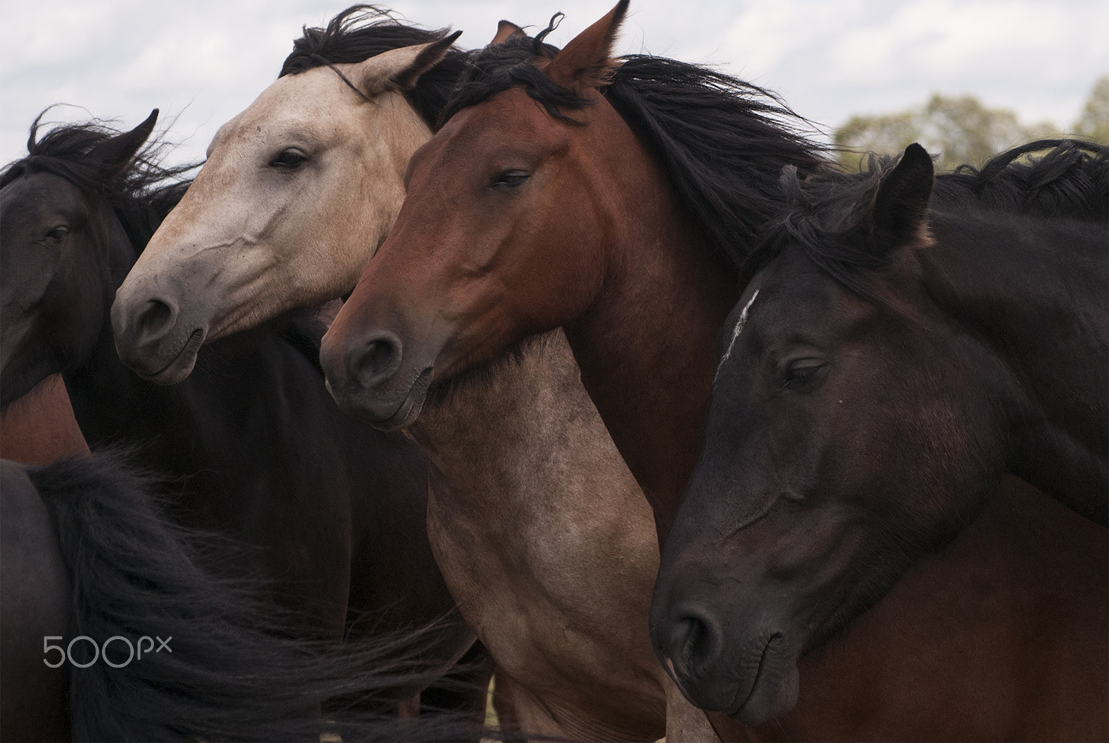 Nikon D300S + Sigma 24-70mm F2.8 EX DG Macro sample photo. Horses... photography