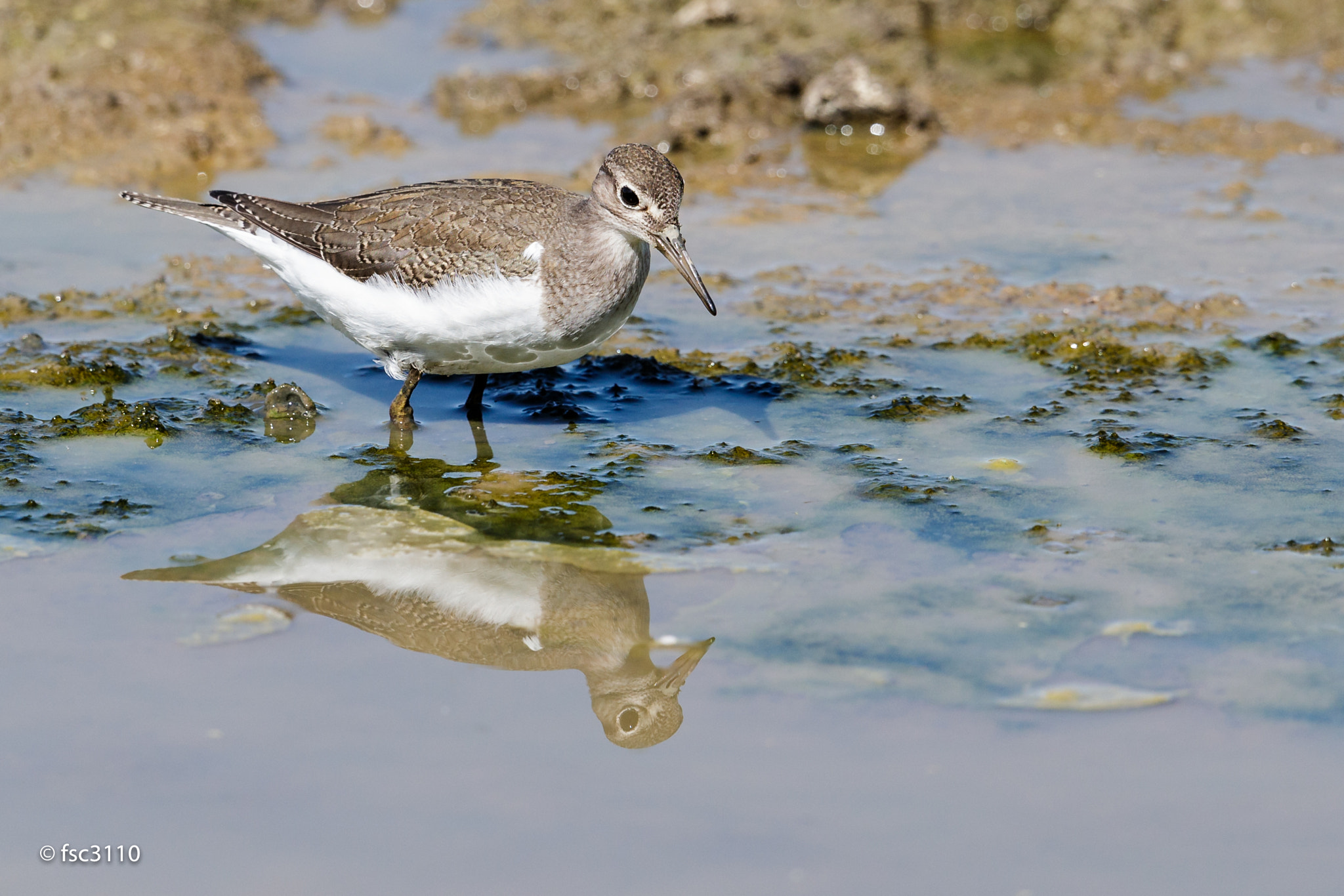 Canon EF 500mm F4L IS II USM sample photo. Common sandpiper photography
