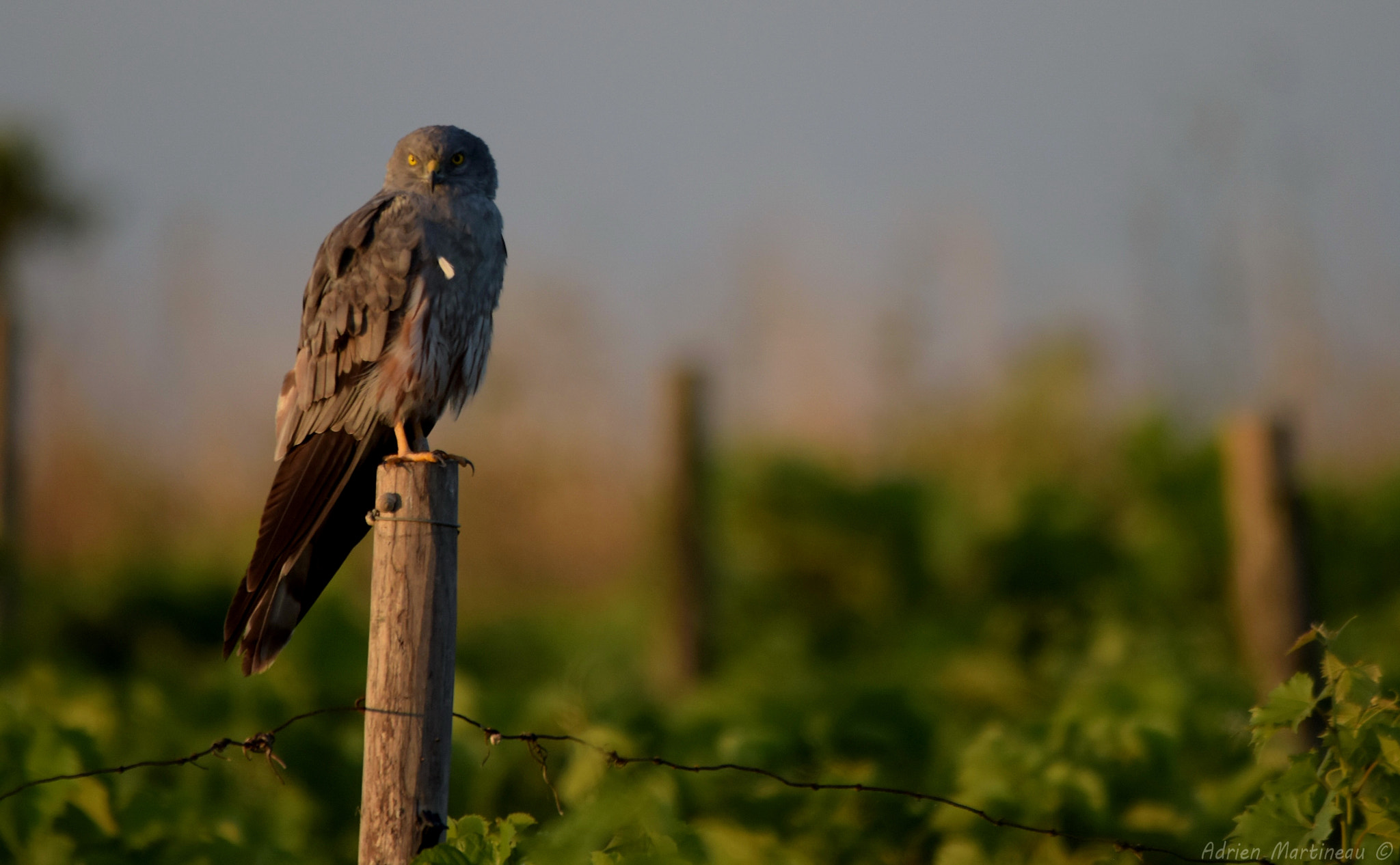 Sigma 150-500mm F5-6.3 DG OS HSM sample photo. Busard cendré (circus pygargus) photography