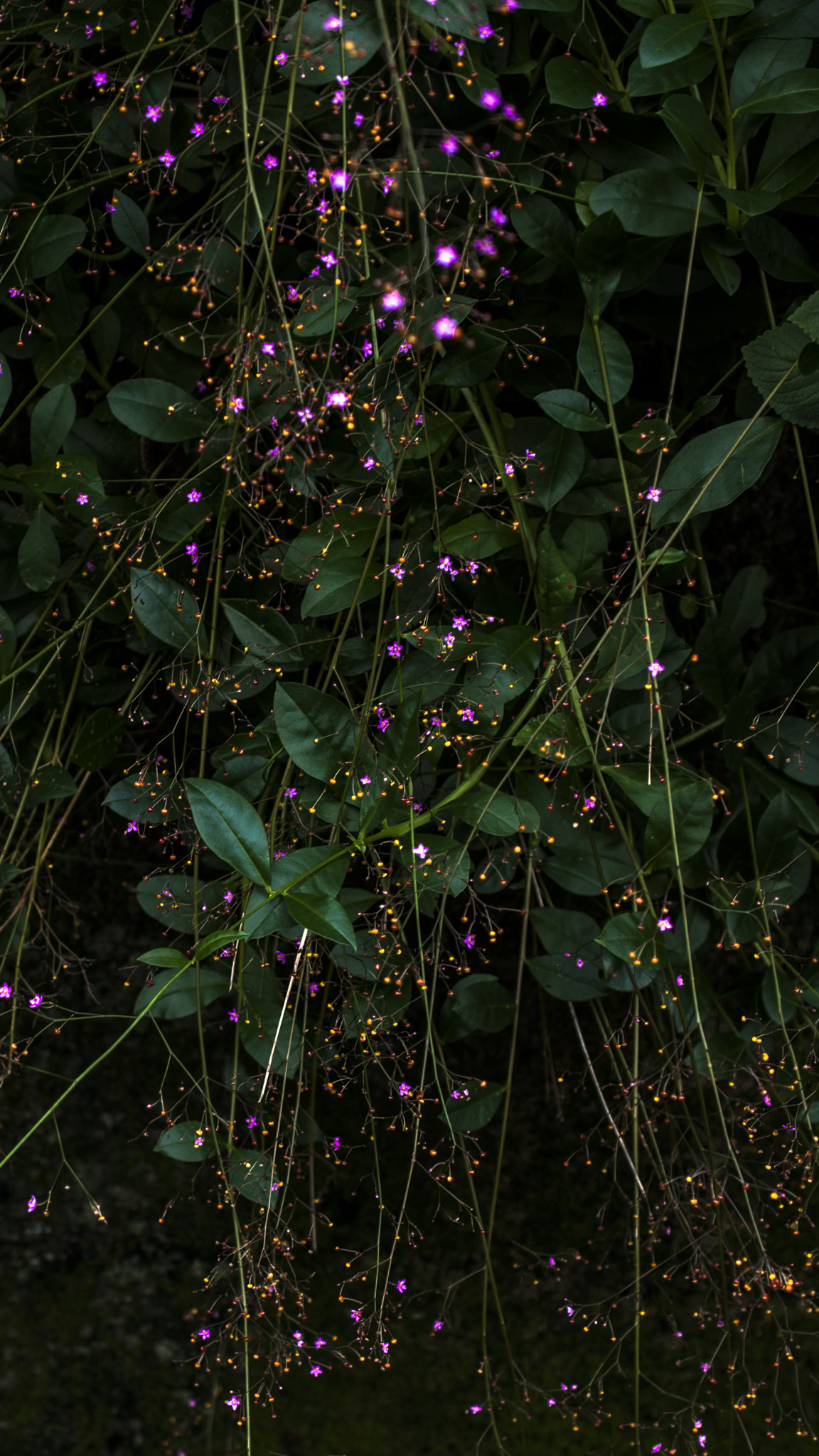 Nikon AF-S DX Micro Nikkor 40mm F2.8 sample photo. Flowering  galaxy photography