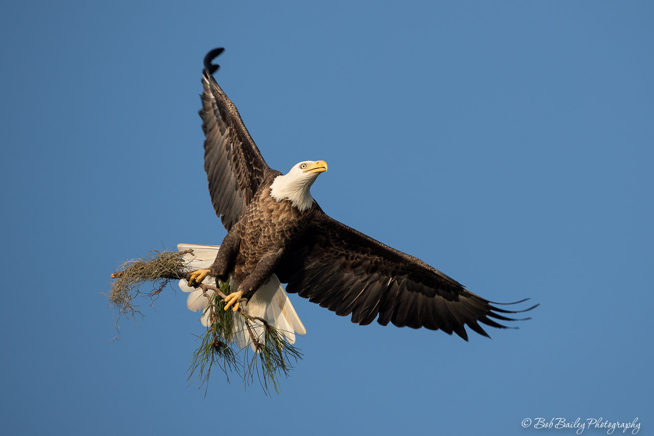 Canon EOS-1D X Mark II + Canon EF 500mm F4L IS USM sample photo. Bald eagle with nesting material photography