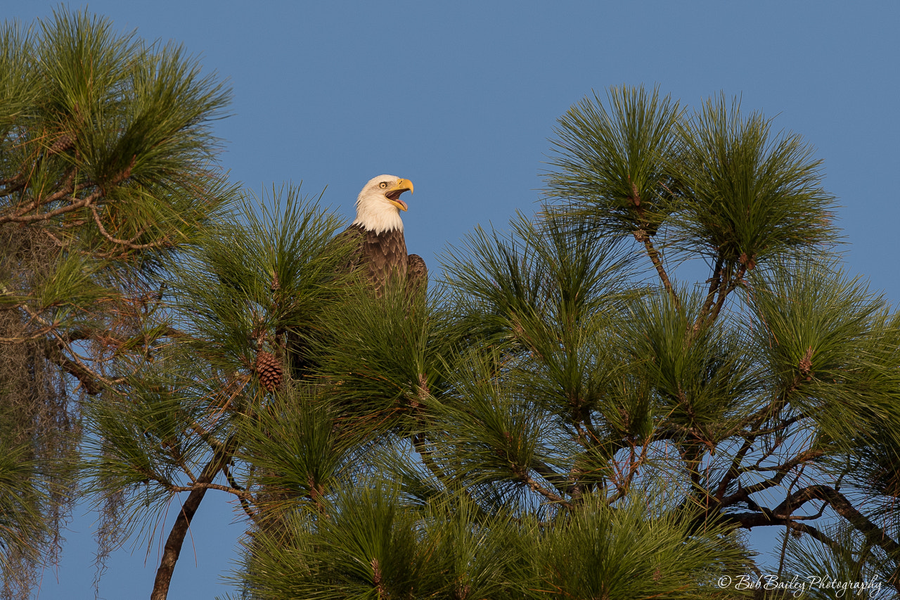 Canon EOS-1D X Mark II + Canon EF 500mm F4L IS USM sample photo. Bald eagle in the trees photography