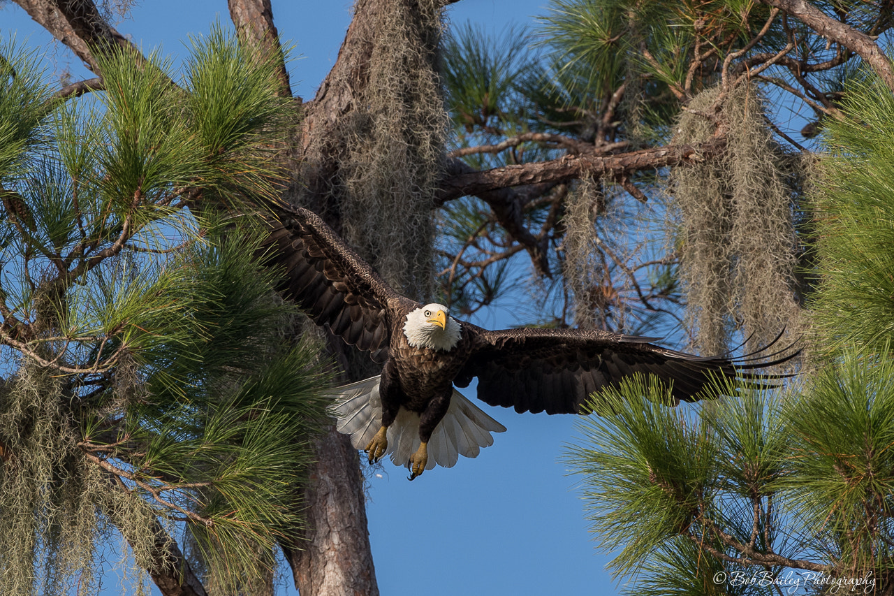 Canon EOS-1D X Mark II + Canon EF 500mm F4L IS USM sample photo. Bald eagle coming out of the trees photography