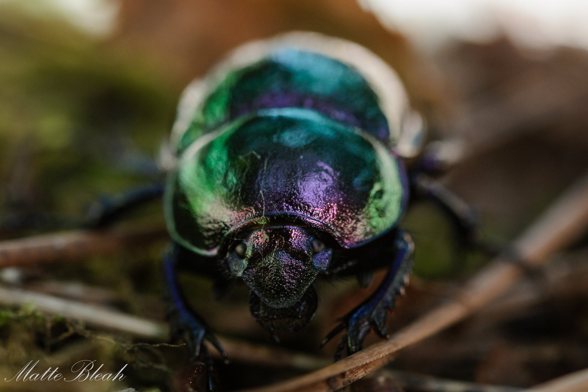 Sigma 105mm F2.8 EX DG OS HSM sample photo. Keen eye photography